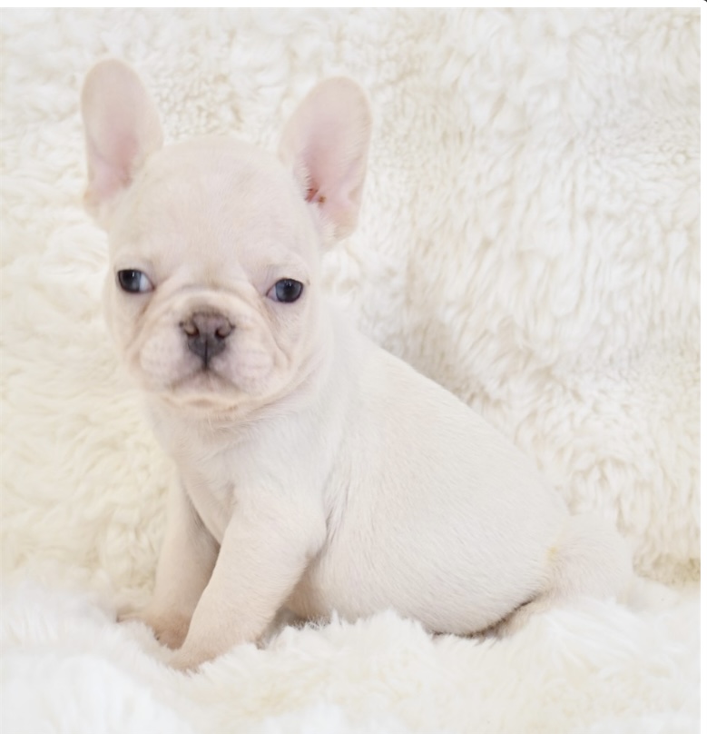puppy, for, sale, French Bulldog, Nationwide Puppies  , dog, breeder, New York, NY, dog-breeder, puppy-for-sale, forsale, nearby, find, puppyfind, locator, puppylocator, aca