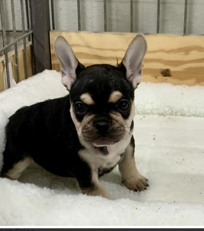 puppy, for, sale, French Bulldog , Nationwide Puppies  , dog, breeder, New York, NY, dog-breeder, puppy-for-sale, forsale, nearby, find, puppyfind, locator, puppylocator, aca