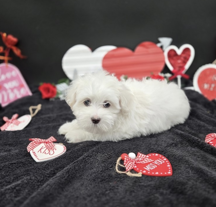 puppy, for, sale, Maltese, Nationwide Puppies  , dog, breeder, New York, NY, dog-breeder, puppy-for-sale, forsale, nearby, find, puppyfind, locator, puppylocator, aca