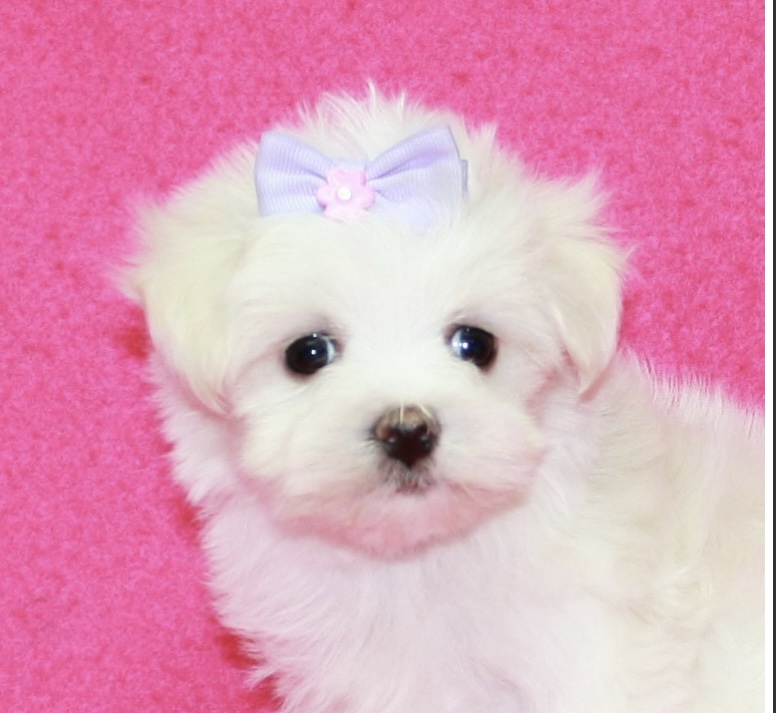 puppy, for, sale, Maltese , Nationwide Puppies  , dog, breeder, New York, NY, dog-breeder, puppy-for-sale, forsale, nearby, find, puppyfind, locator, puppylocator, aca