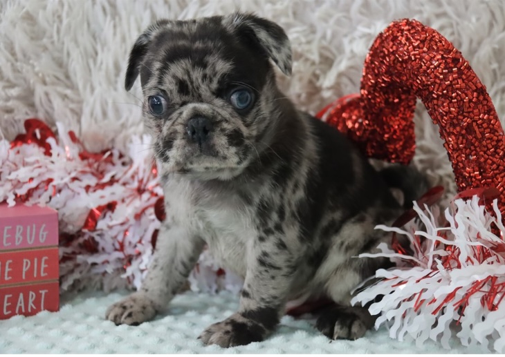 puppy, for, sale, Puggle 2nd generation , Nationwide Puppies  , dog, breeder, New York, NY, dog-breeder, puppy-for-sale, forsale, nearby, find, puppyfind, locator, puppylocator, aca