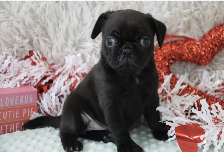 puppy, for, sale, Puggle 2nd generation , Nationwide Puppies  , dog, breeder, New York, NY, dog-breeder, puppy-for-sale, forsale, nearby, find, puppyfind, locator, puppylocator, aca