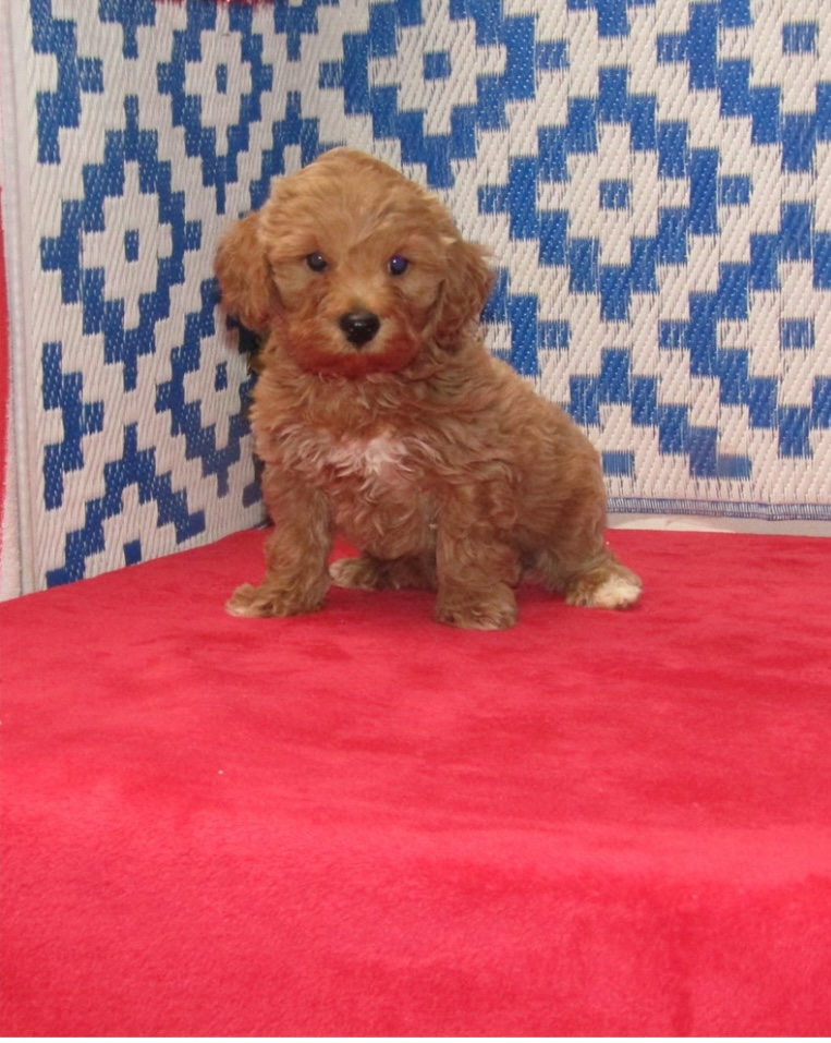 puppy, for, sale, Golden Doddle, Nationwide Puppies  , dog, breeder, New York, NY, dog-breeder, puppy-for-sale, forsale, nearby, find, puppyfind, locator, puppylocator, aca