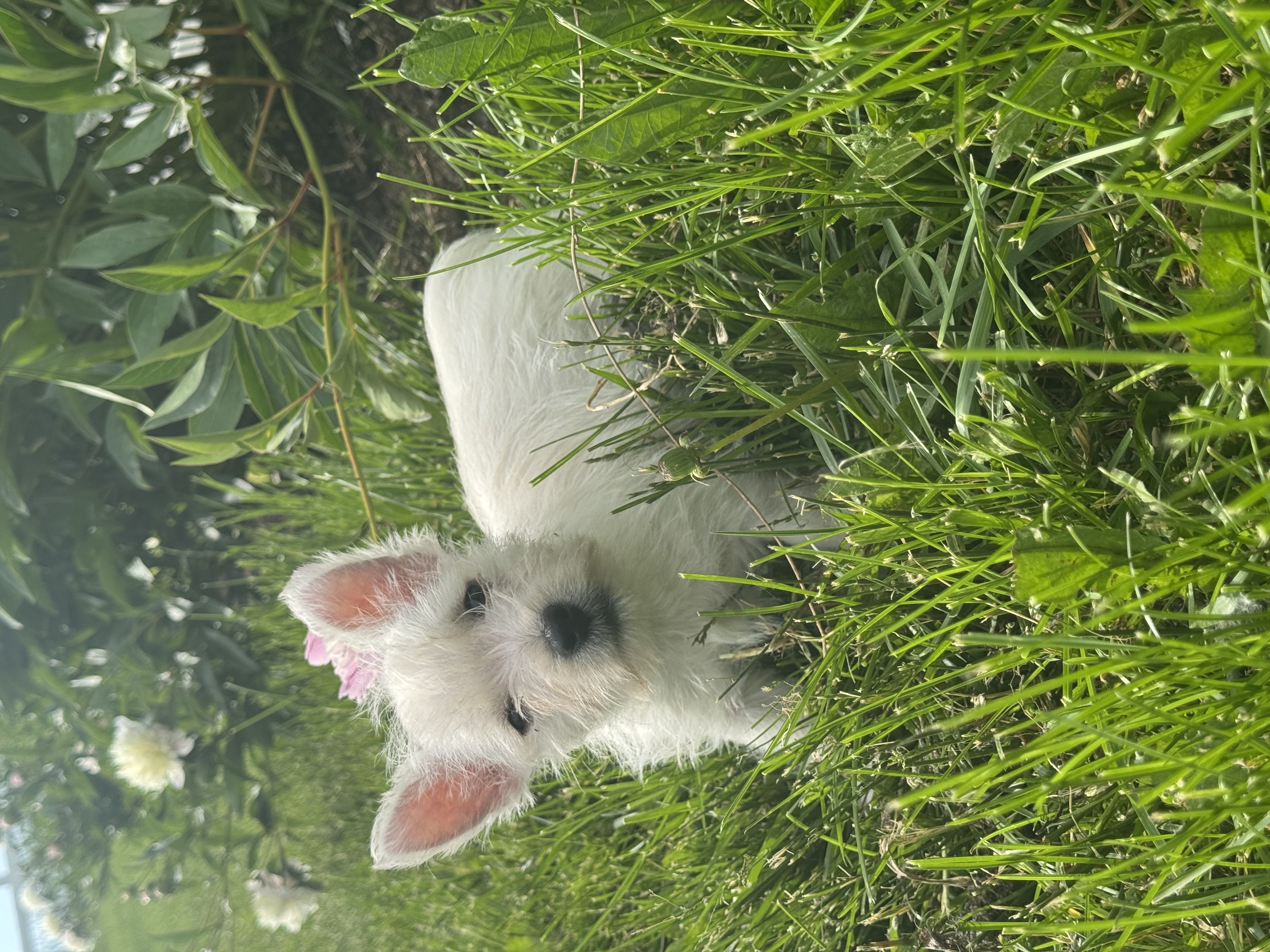 puppy, for, sale, West Highland White Terrier, Curtis  Martin, dog, breeder, Seneca Falls, NY, dog-breeder, puppy-for-sale, forsale, nearby, find, puppyfind, locator, puppylocator, aca