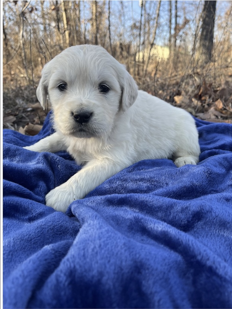 puppy, for, sale, Golden Retreiver, Nationwide Puppies  , dog, breeder, New York, NY, dog-breeder, puppy-for-sale, forsale, nearby, find, puppyfind, locator, puppylocator, aca