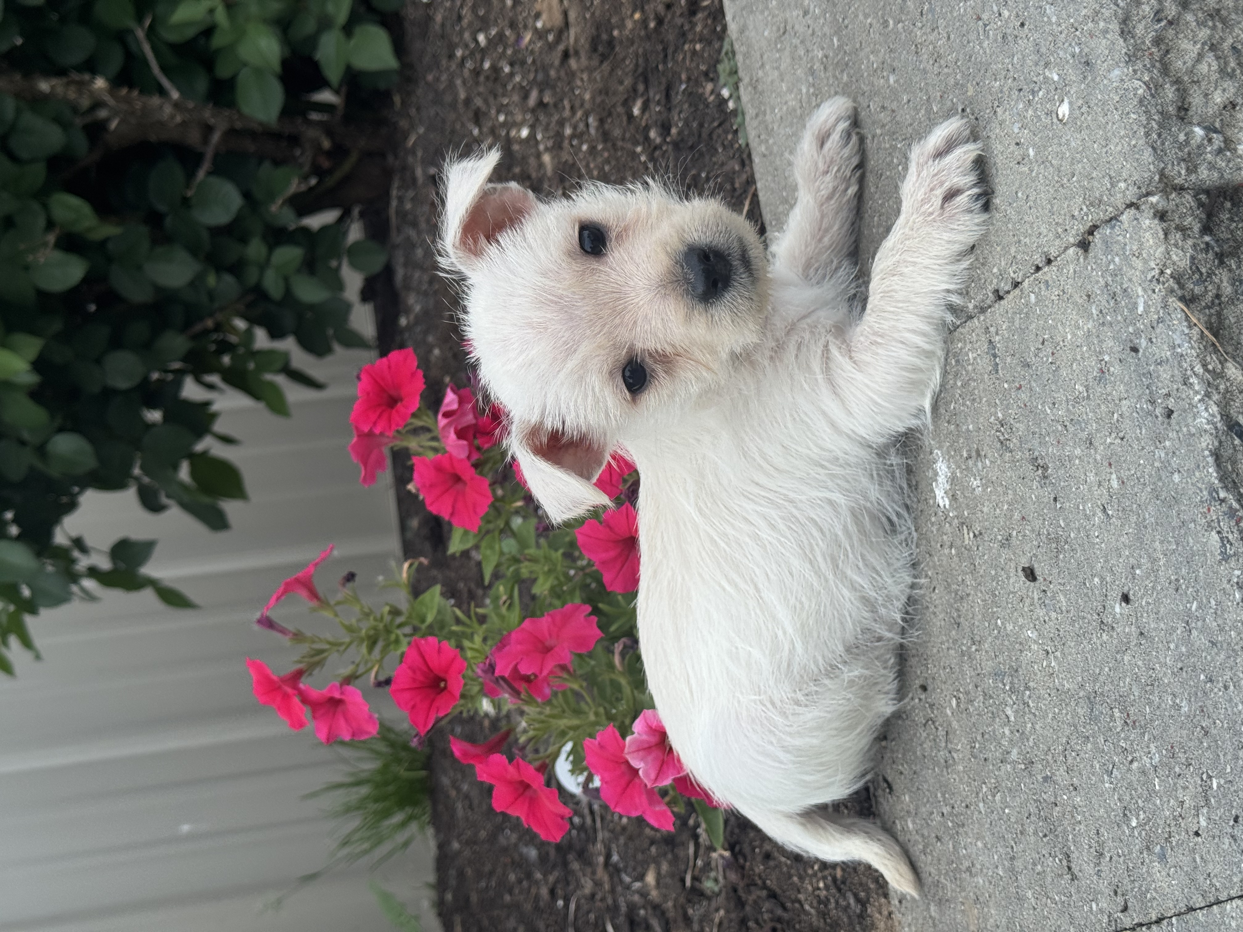 puppy, for, sale, West Highland White Terrier, Curtis  Martin, dog, breeder, Seneca Falls, NY, dog-breeder, puppy-for-sale, forsale, nearby, find, puppyfind, locator, puppylocator, aca