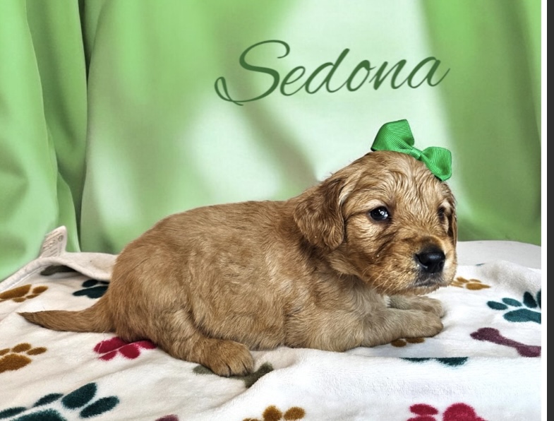 puppy, for, sale, Golden Retreiver, Nationwide Puppies  , dog, breeder, New York, NY, dog-breeder, puppy-for-sale, forsale, nearby, find, puppyfind, locator, puppylocator, aca