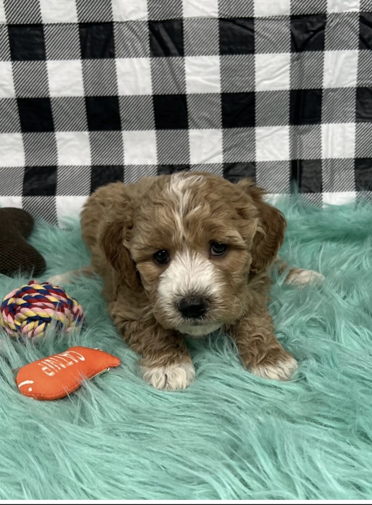 puppy, for, sale, Aussidoodle Mini F2, Nationwide Puppies  , dog, breeder, New York, NY, dog-breeder, puppy-for-sale, forsale, nearby, find, puppyfind, locator, puppylocator, aca