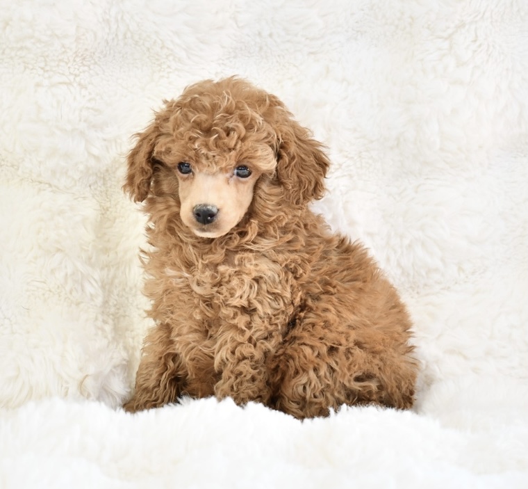 puppy, for, sale, Toy Poodle, Nationwide Puppies  , dog, breeder, New York, NY, dog-breeder, puppy-for-sale, forsale, nearby, find, puppyfind, locator, puppylocator, aca