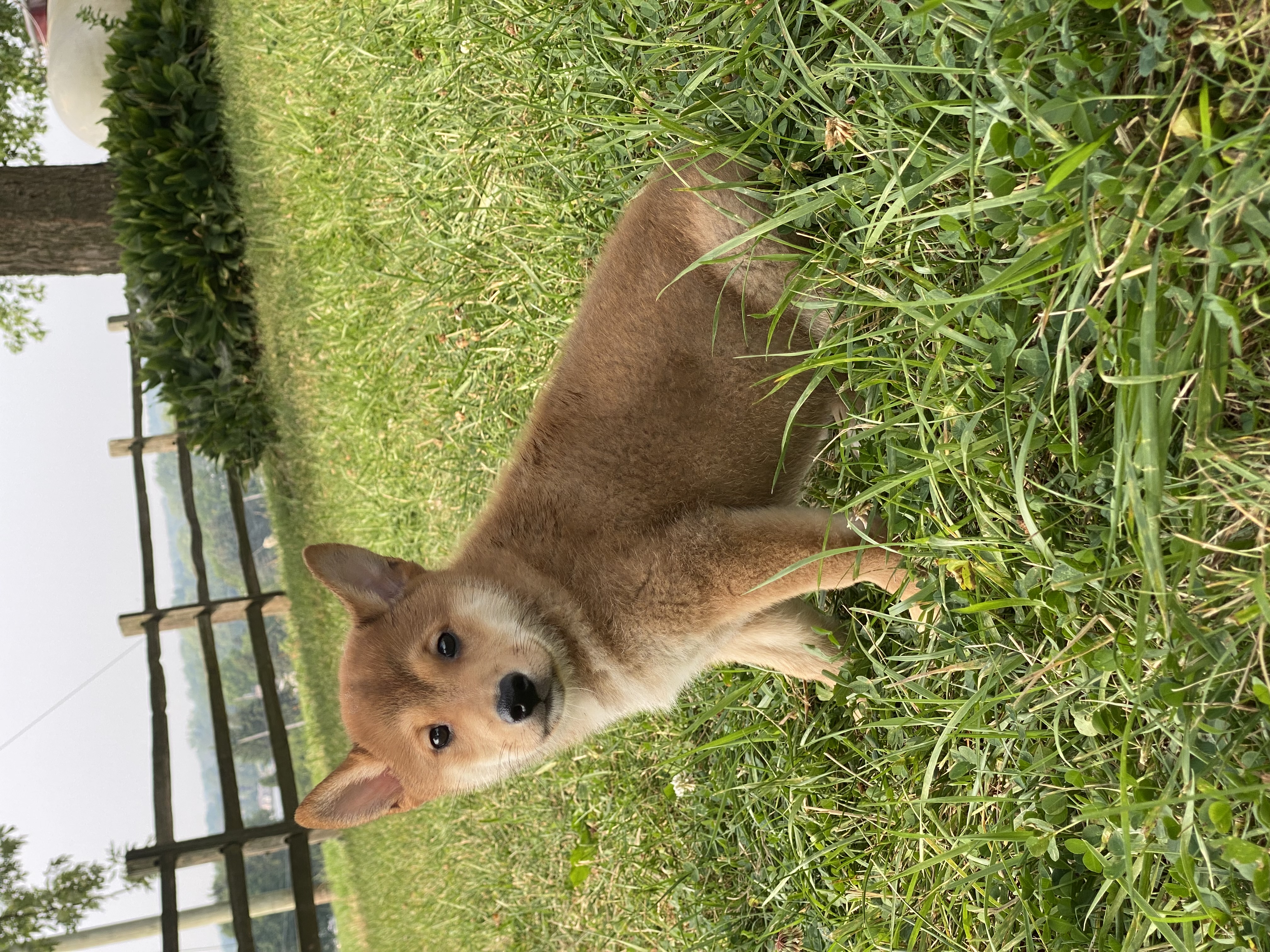 puppy, for, sale, Shiba Inu, Curtis  Martin, dog, breeder, Seneca Falls, NY, dog-breeder, puppy-for-sale, forsale, nearby, find, puppyfind, locator, puppylocator, aca