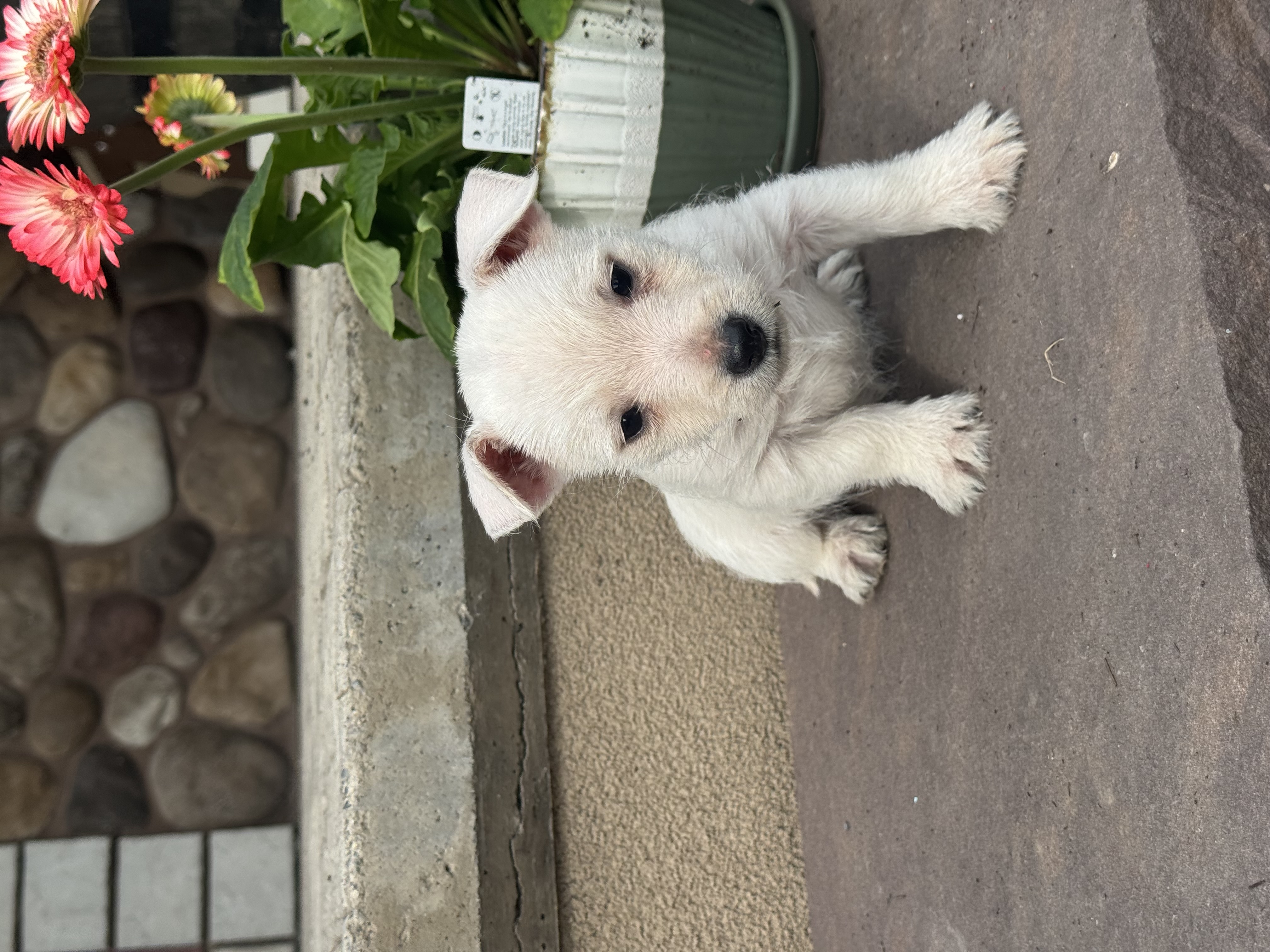 puppy, for, sale, West Highland White Terrier, Curtis  Martin, dog, breeder, Seneca Falls, NY, dog-breeder, puppy-for-sale, forsale, nearby, find, puppyfind, locator, puppylocator, aca