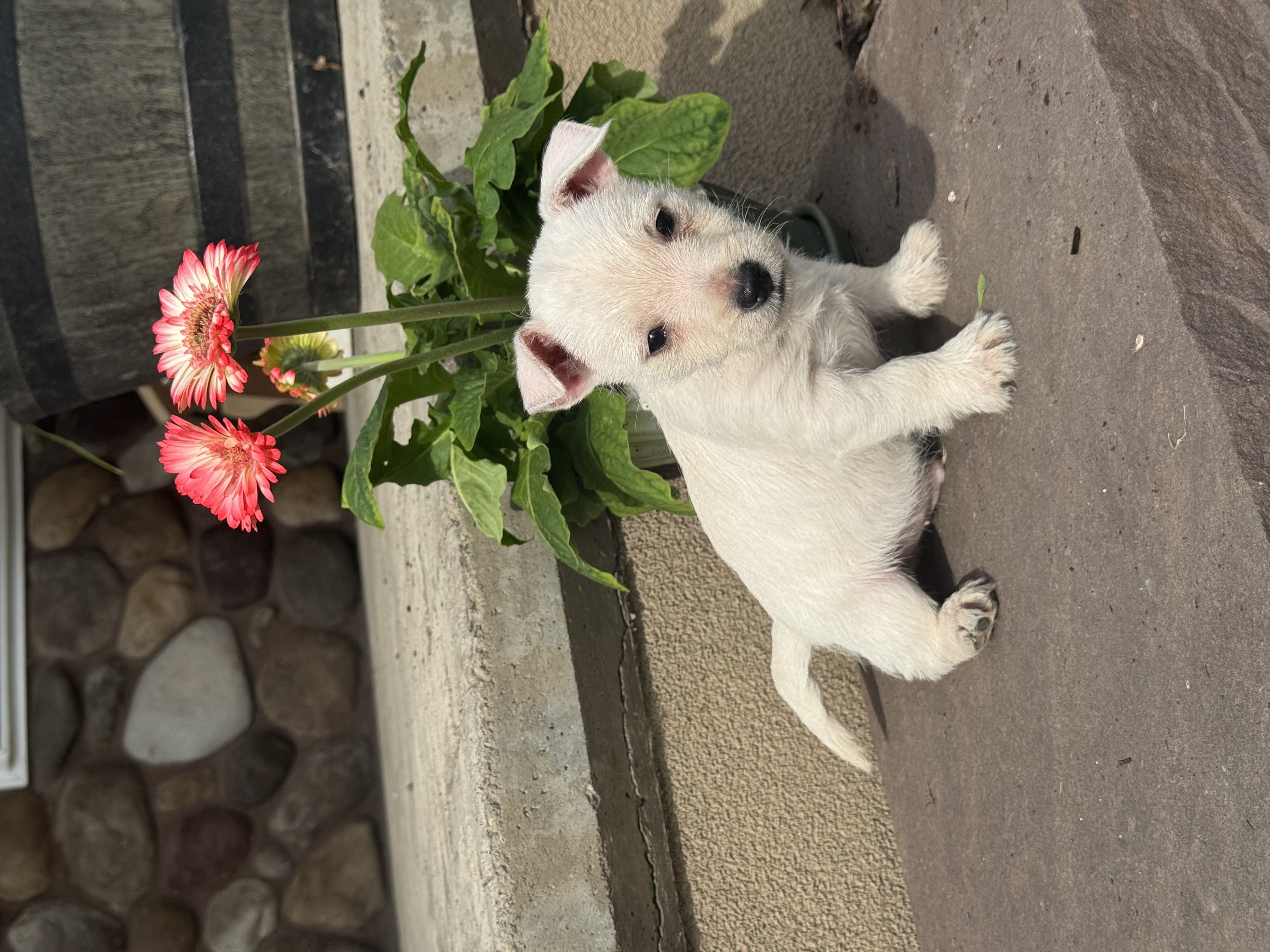 puppy, for, sale, West Highland White Terrier, Curtis  Martin, dog, breeder, Seneca Falls, NY, dog-breeder, puppy-for-sale, forsale, nearby, find, puppyfind, locator, puppylocator, aca