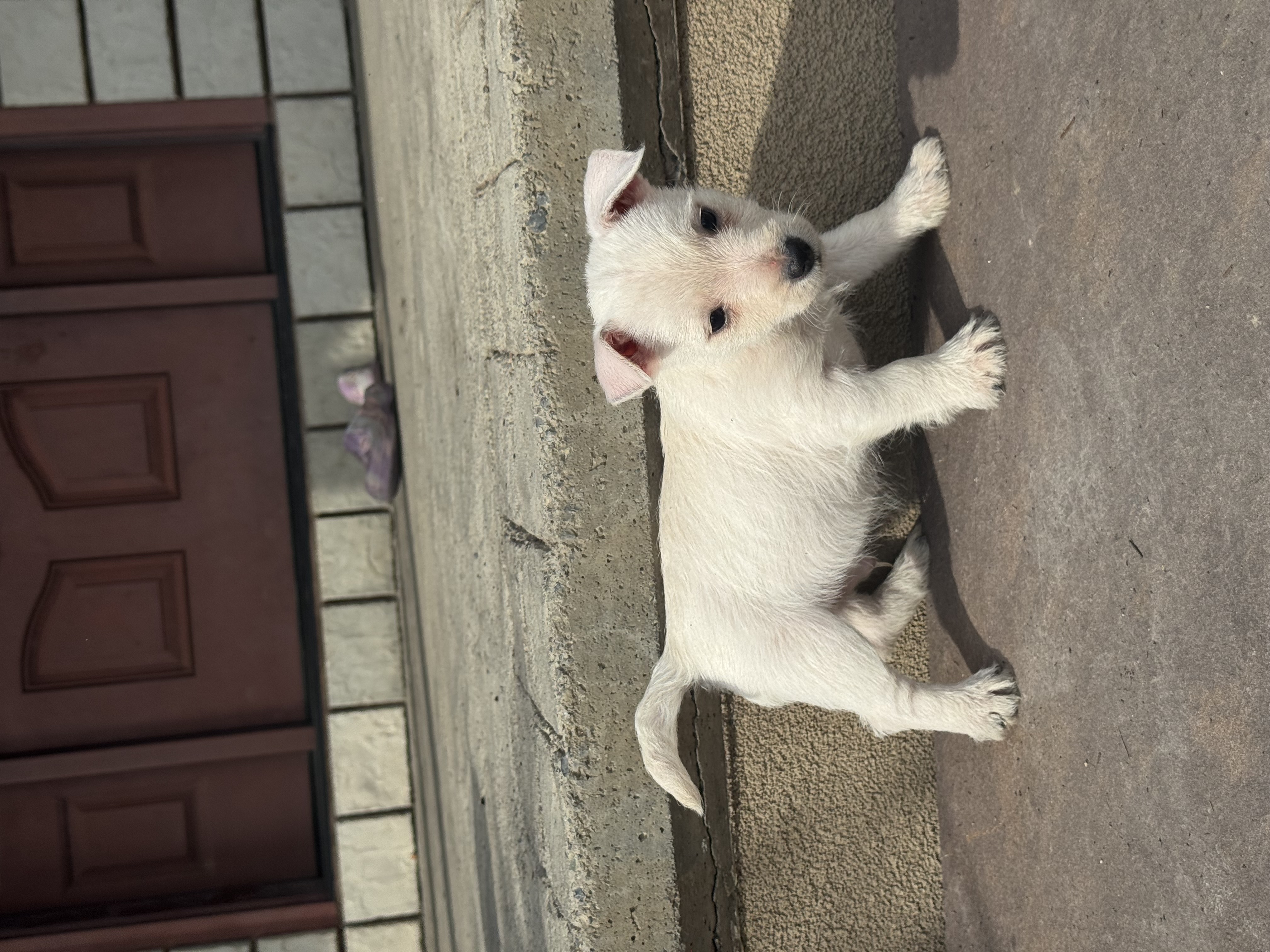 puppy, for, sale, West Highland White Terrier, Curtis  Martin, dog, breeder, Seneca Falls, NY, dog-breeder, puppy-for-sale, forsale, nearby, find, puppyfind, locator, puppylocator, aca