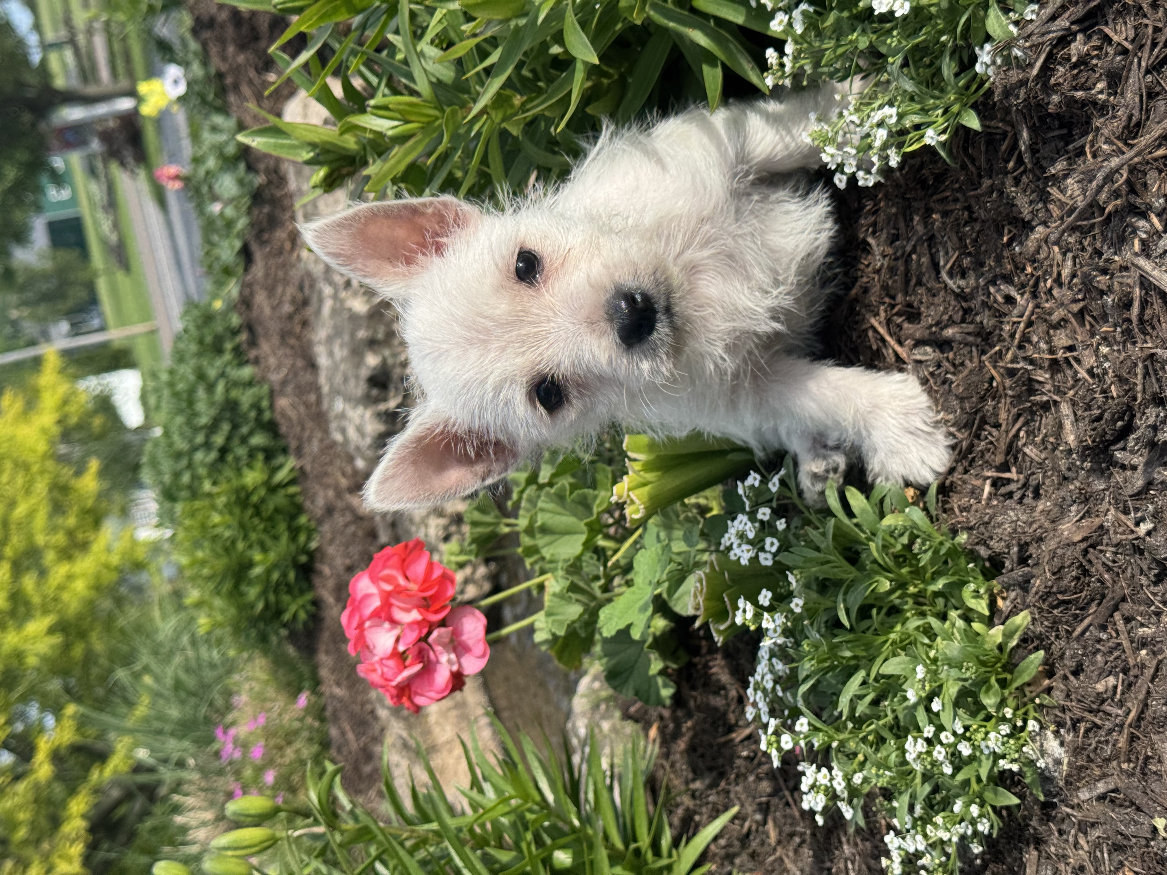puppy, for, sale, West Highland White Terrier, Curtis  Martin, dog, breeder, Seneca Falls, NY, dog-breeder, puppy-for-sale, forsale, nearby, find, puppyfind, locator, puppylocator, aca