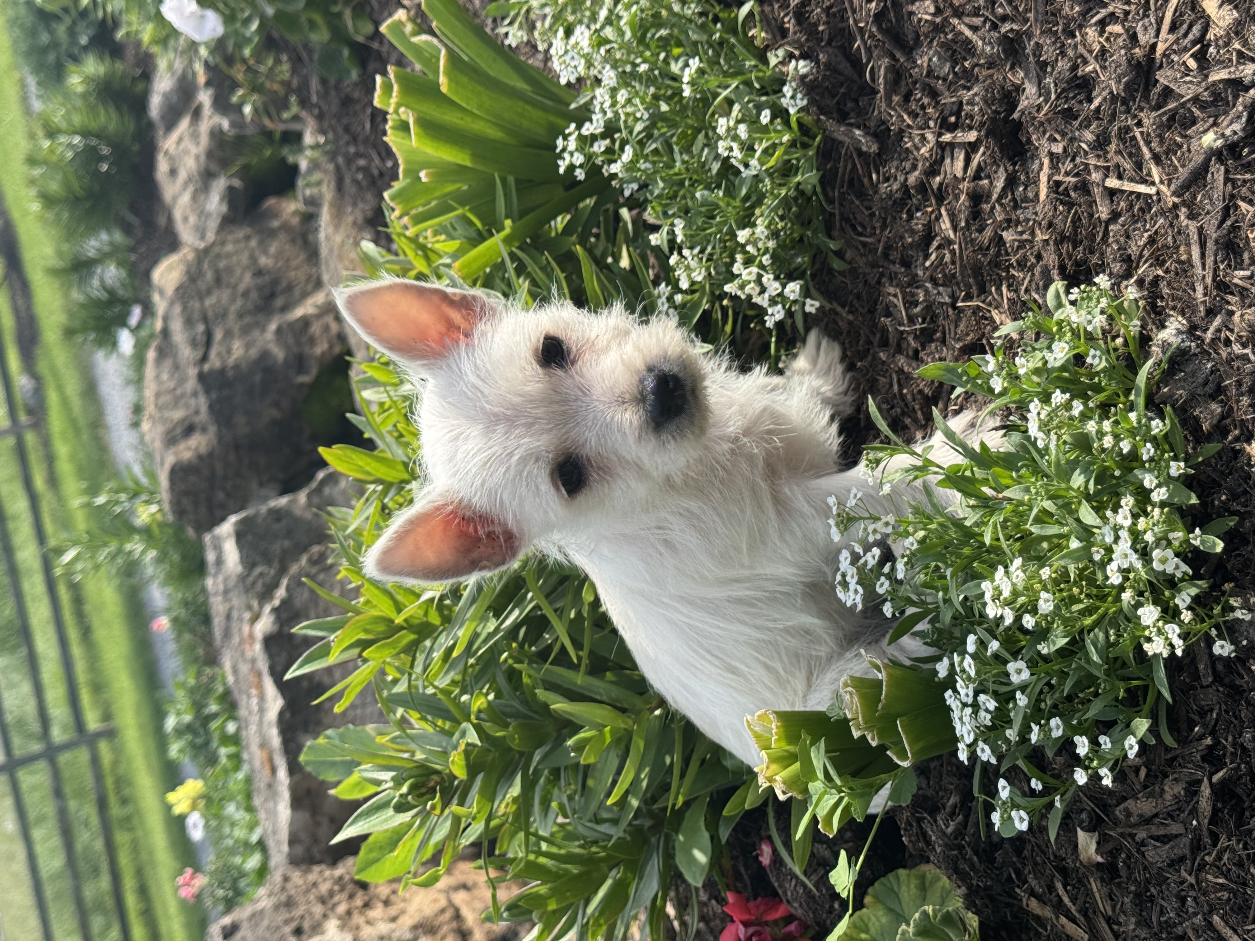 puppy, for, sale, West Highland White Terrier, Curtis  Martin, dog, breeder, Seneca Falls, NY, dog-breeder, puppy-for-sale, forsale, nearby, find, puppyfind, locator, puppylocator, aca