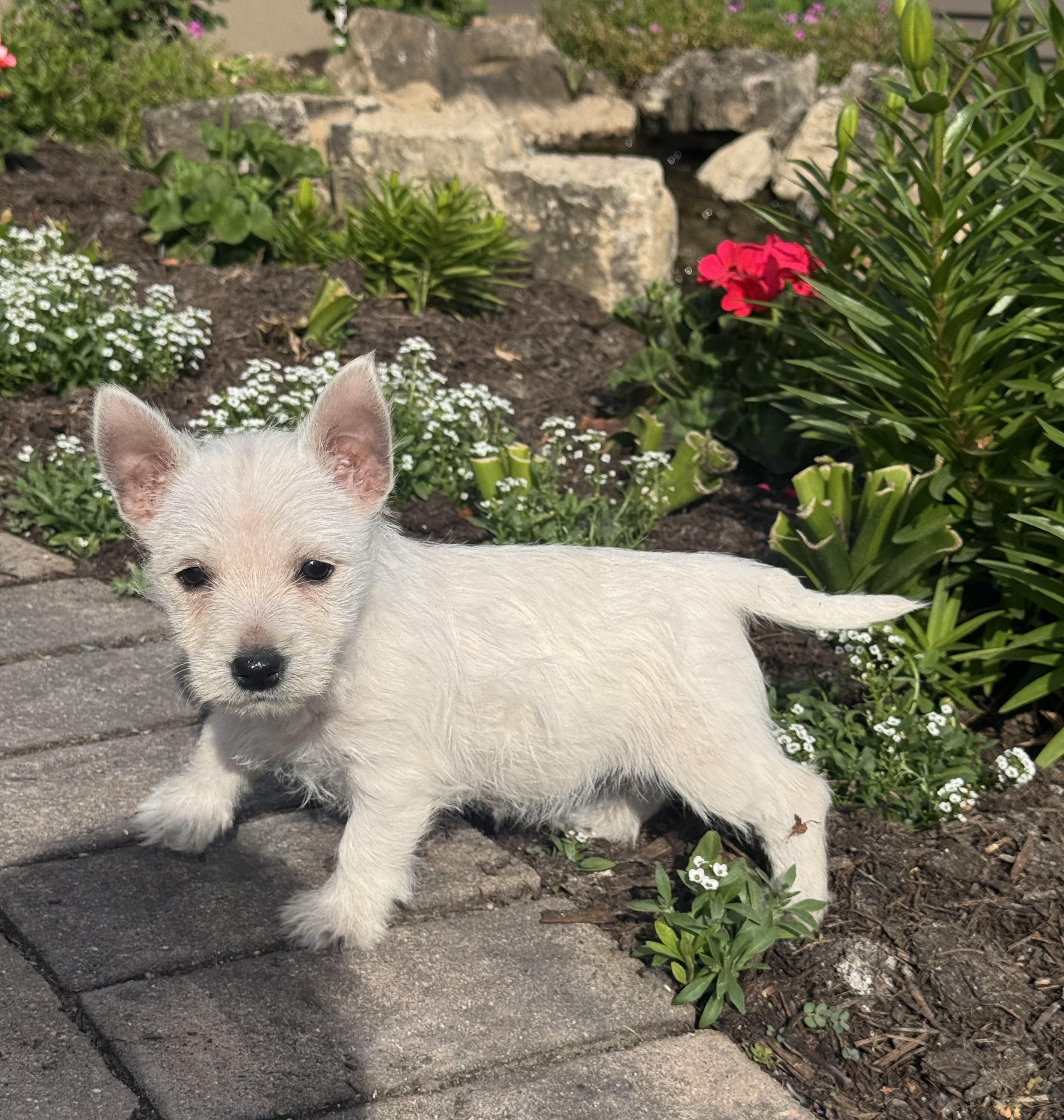 puppy, for, sale, West Highland White Terrier, Curtis  Martin, dog, breeder, Seneca Falls, NY, dog-breeder, puppy-for-sale, forsale, nearby, find, puppyfind, locator, puppylocator, aca