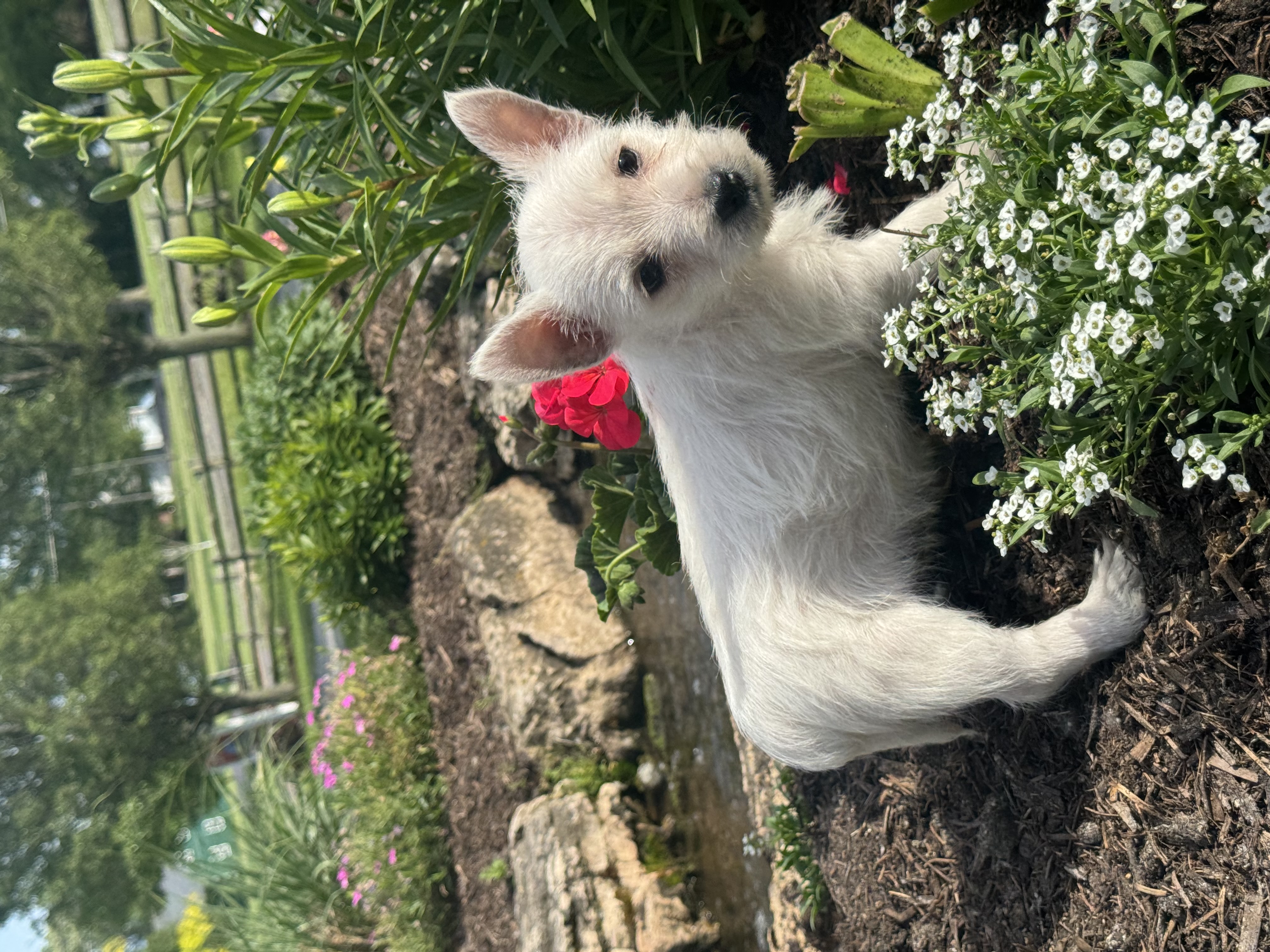 puppy, for, sale, West Highland White Terrier, Curtis  Martin, dog, breeder, Seneca Falls, NY, dog-breeder, puppy-for-sale, forsale, nearby, find, puppyfind, locator, puppylocator, aca