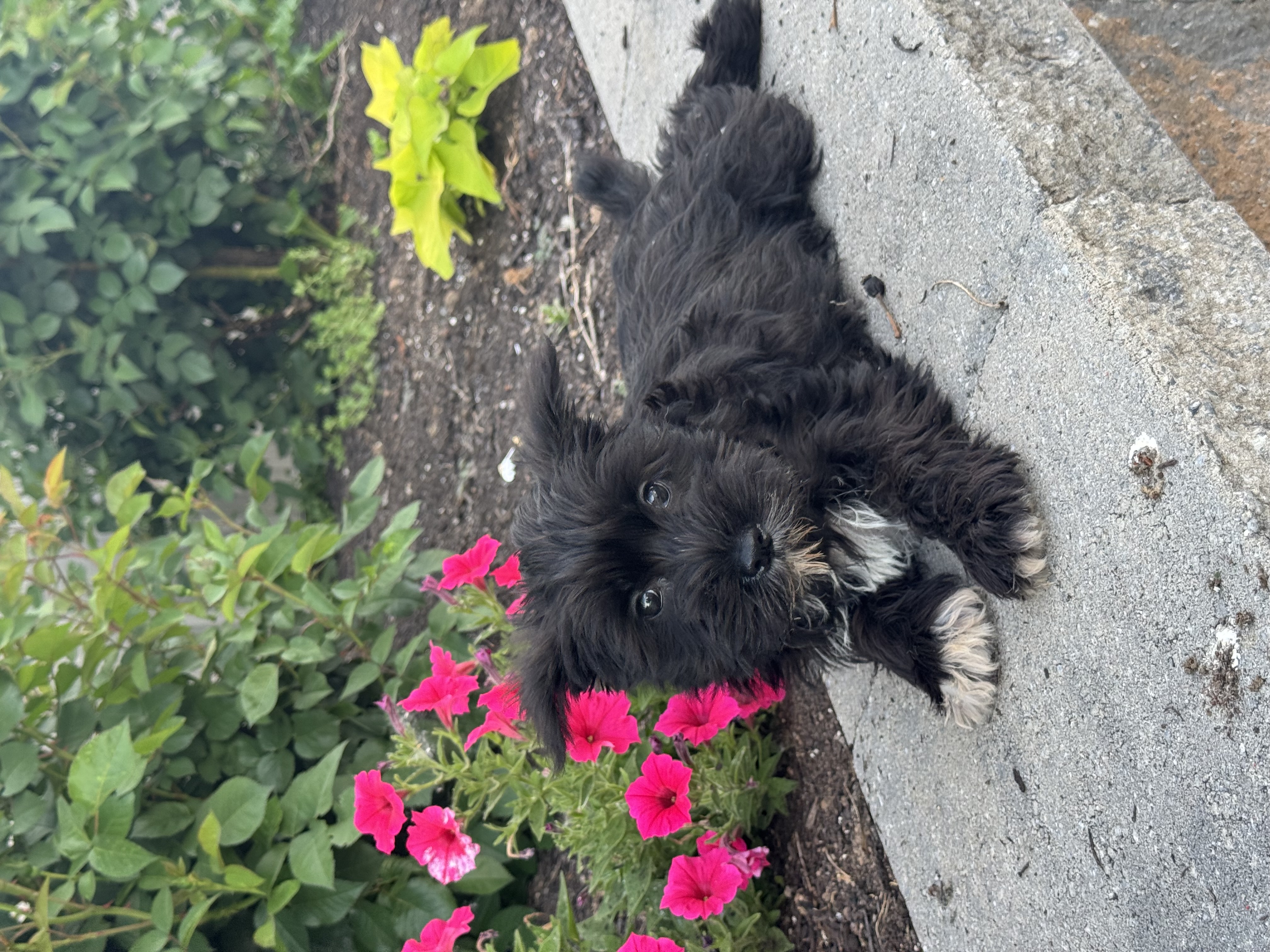 puppy, for, sale, Miniature Schnauzer, Curtis  Martin, dog, breeder, Seneca Falls, NY, dog-breeder, puppy-for-sale, forsale, nearby, find, puppyfind, locator, puppylocator, aca