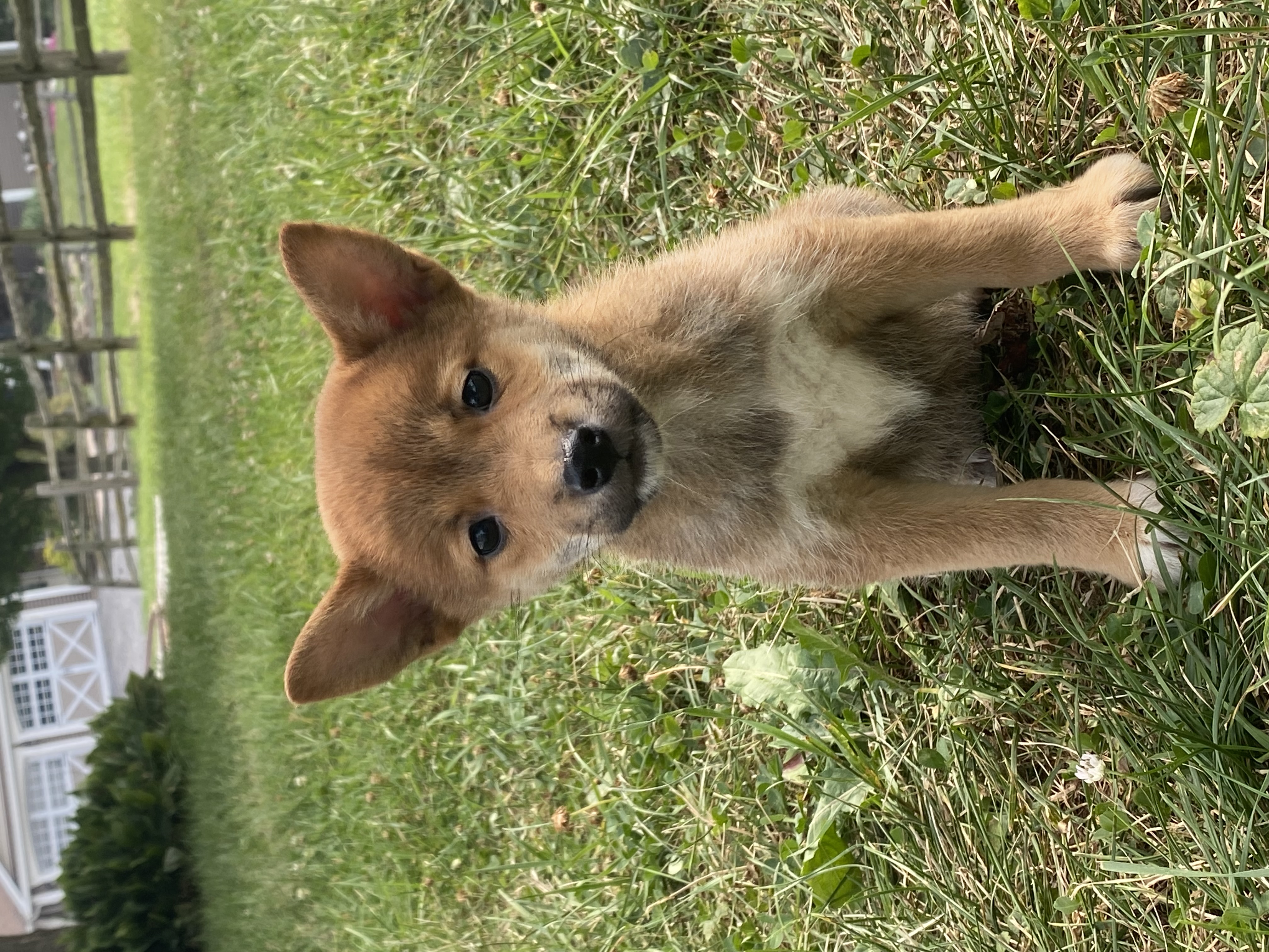 puppy, for, sale, Shiba Inu, Curtis  Martin, dog, breeder, Seneca Falls, NY, dog-breeder, puppy-for-sale, forsale, nearby, find, puppyfind, locator, puppylocator, aca
