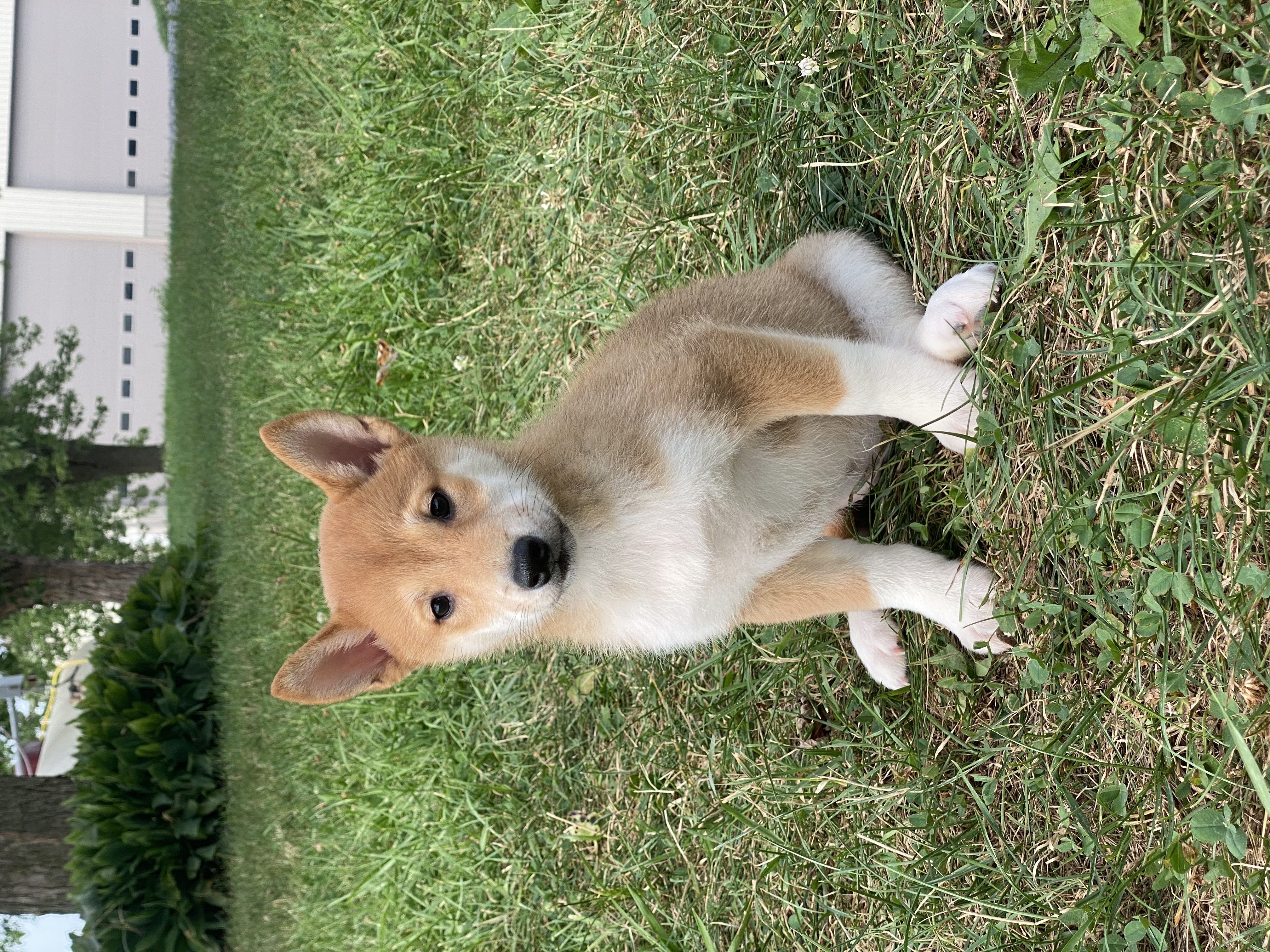 puppy, for, sale, Shiba Inu, Curtis  Martin, dog, breeder, Seneca Falls, NY, dog-breeder, puppy-for-sale, forsale, nearby, find, puppyfind, locator, puppylocator, aca