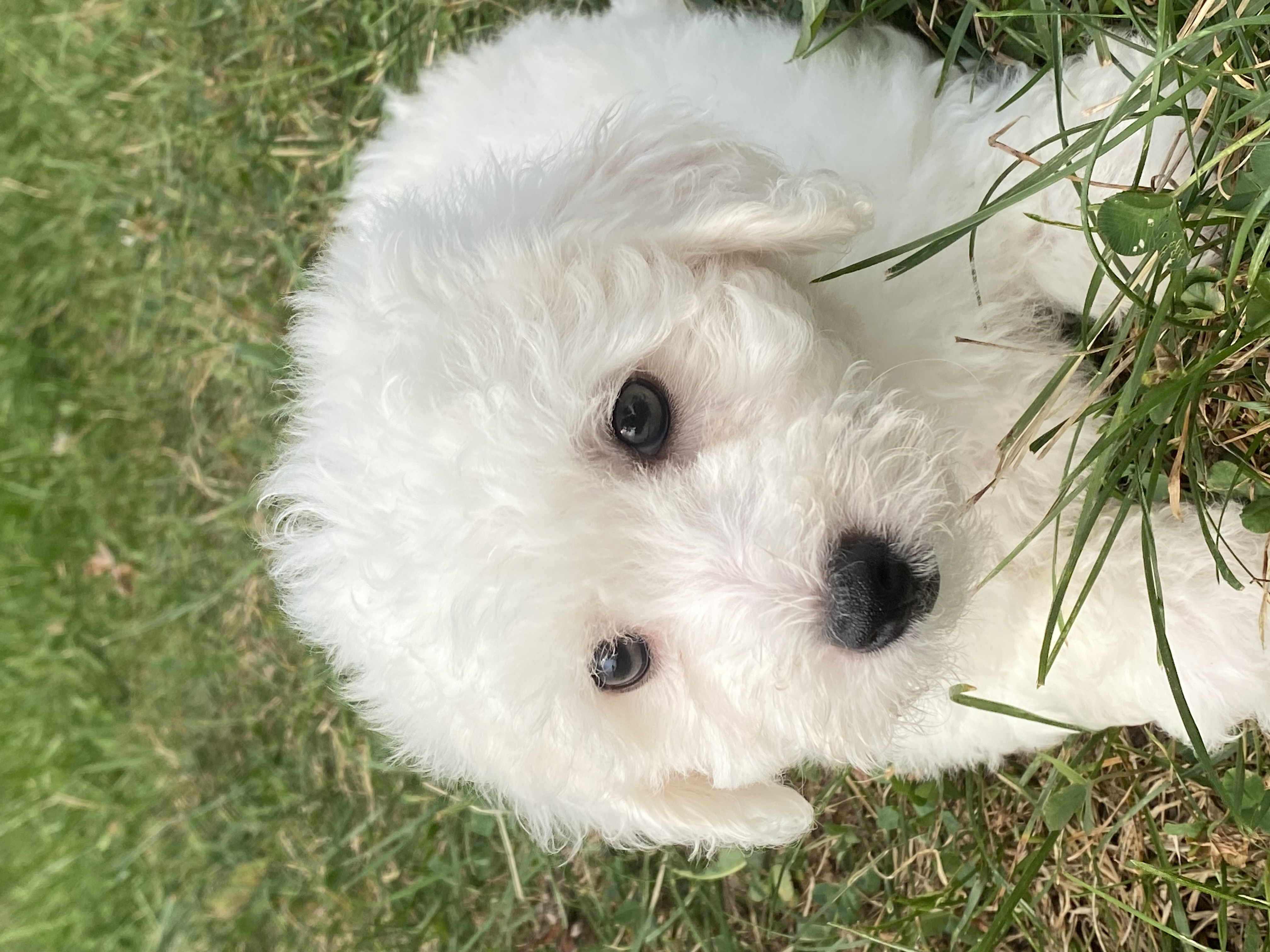 puppy, for, sale, Bichon Frise, Curtis  Martin, dog, breeder, Seneca Falls, NY, dog-breeder, puppy-for-sale, forsale, nearby, find, puppyfind, locator, puppylocator, aca