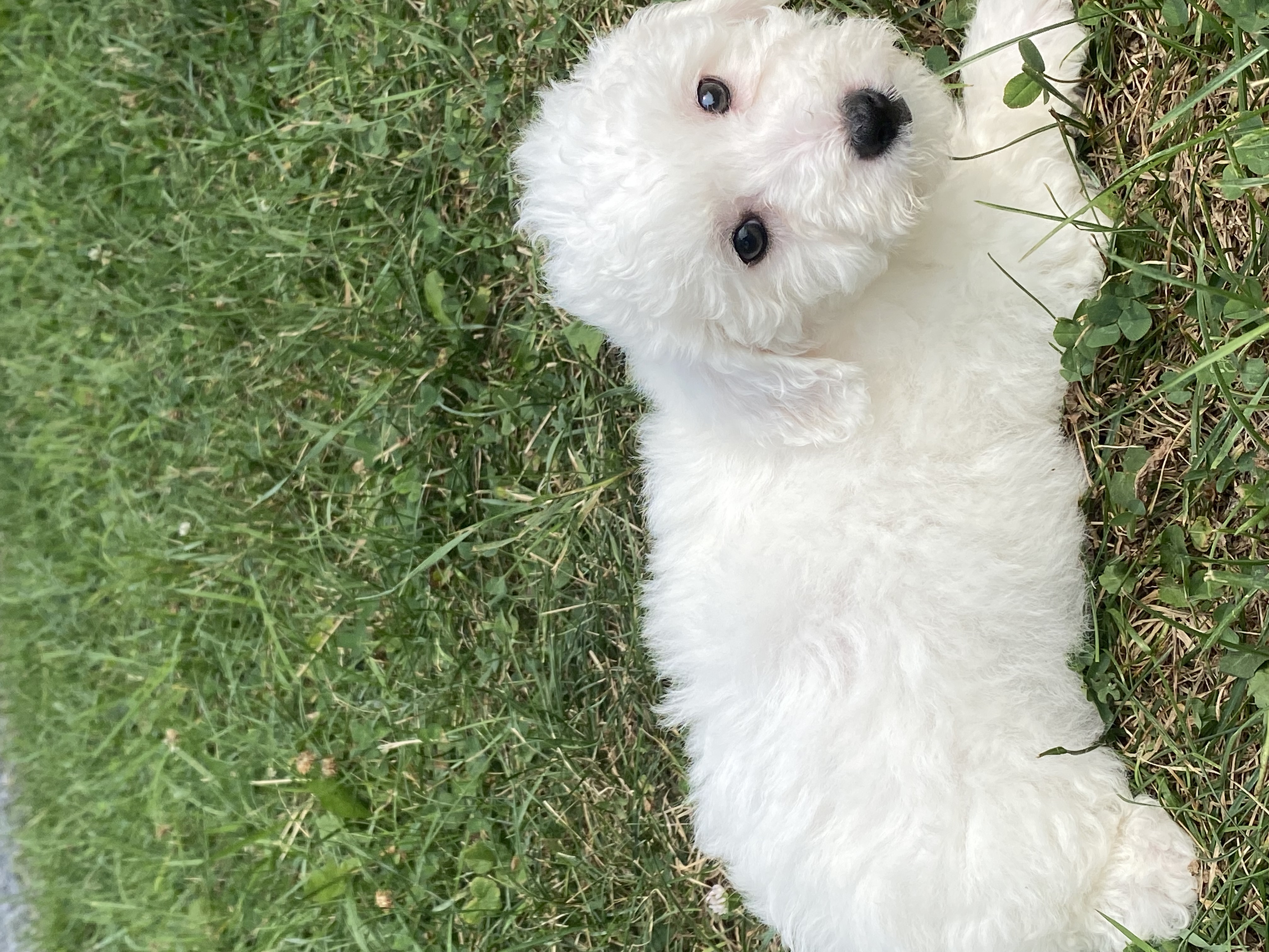 puppy, for, sale, Bichon Frise, Curtis  Martin, dog, breeder, Seneca Falls, NY, dog-breeder, puppy-for-sale, forsale, nearby, find, puppyfind, locator, puppylocator, aca