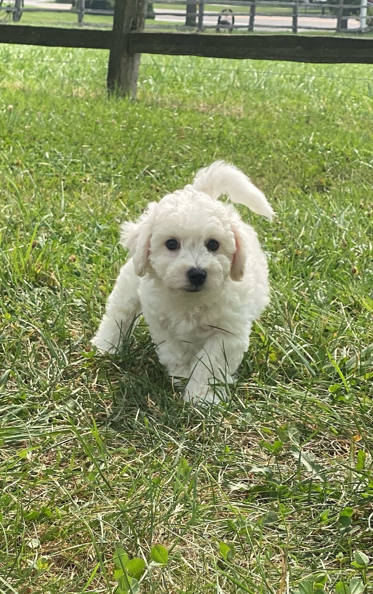 puppy, for, sale, Bichon Frise, Curtis  Martin, dog, breeder, Seneca Falls, NY, dog-breeder, puppy-for-sale, forsale, nearby, find, puppyfind, locator, puppylocator, aca