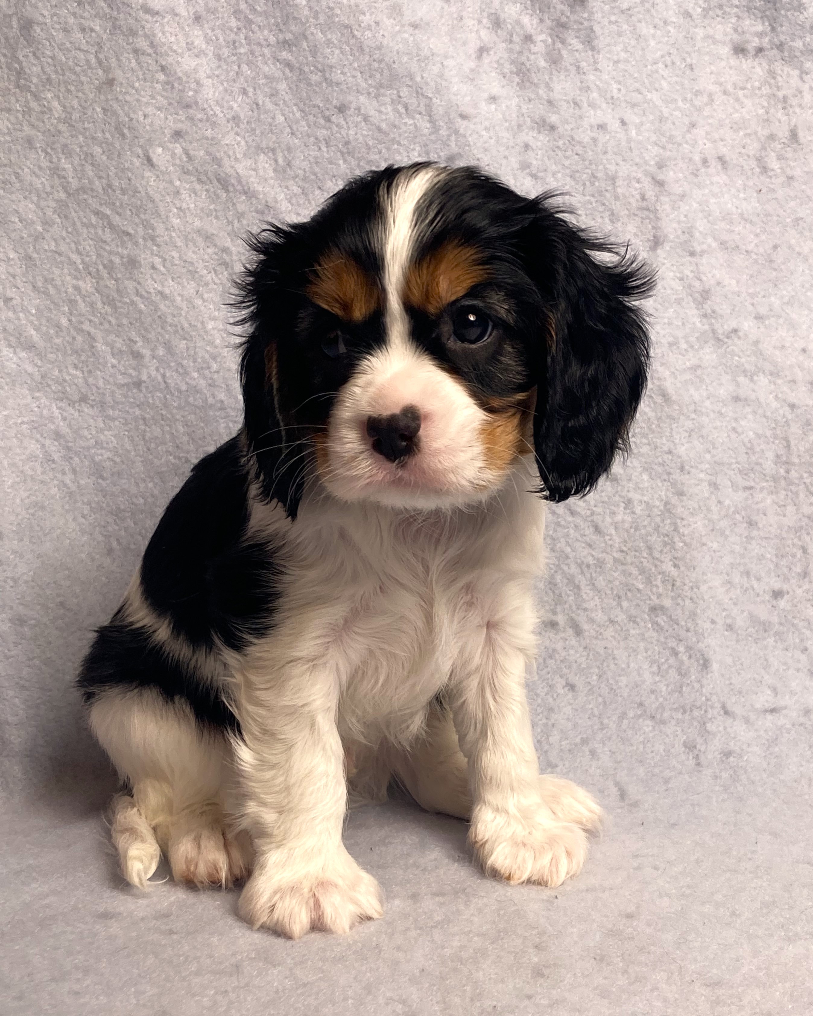 puppy, for, sale, Cavalier King Charles Spaniel,   Little Stream Estates LLC, dog, breeder, Lititz, PA, dog-breeder, puppy-for-sale, forsale, nearby, find, puppyfind, locator, puppylocator, aca