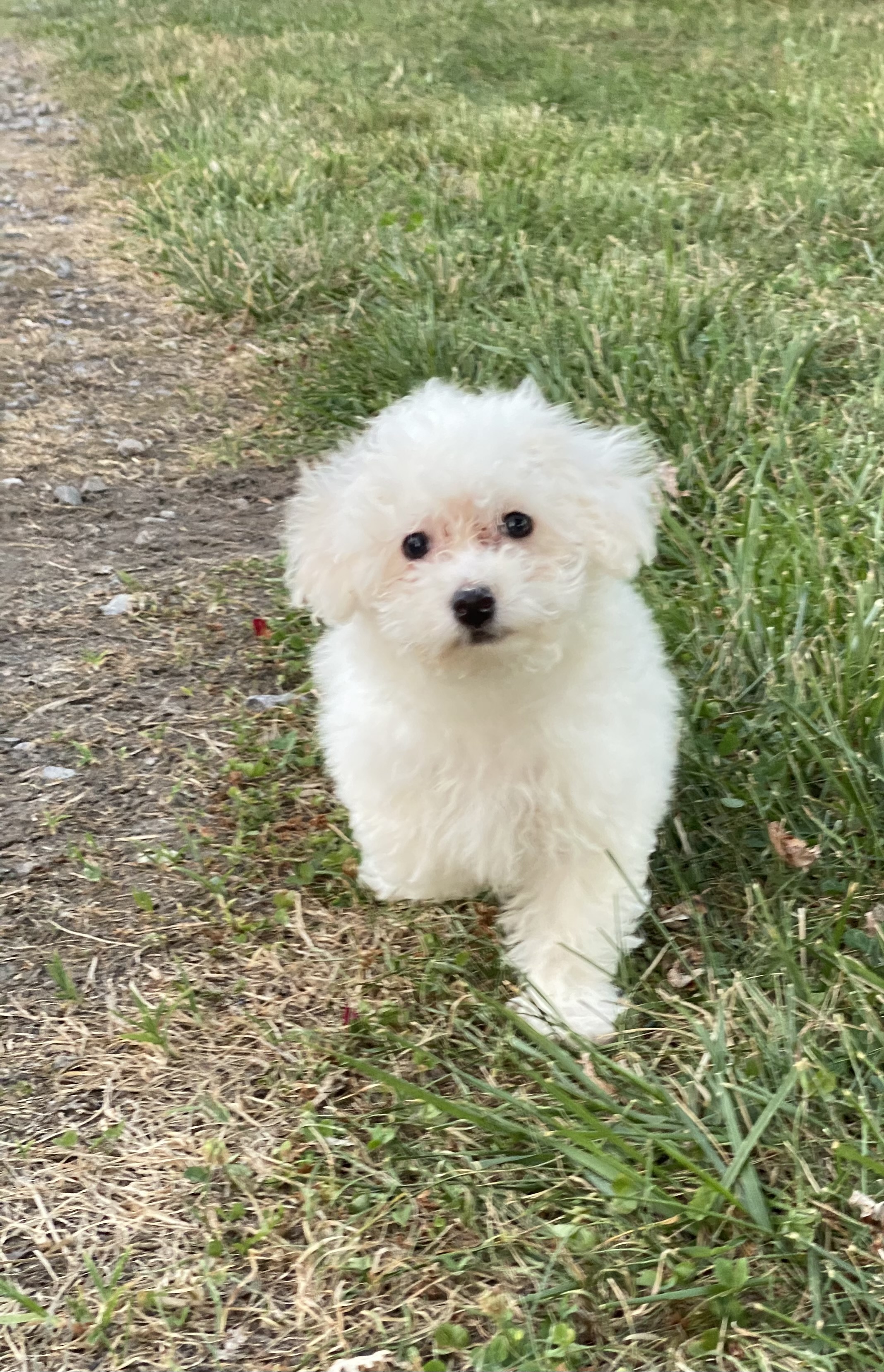 puppy, for, sale, Bichon Frise, Curtis  Martin, dog, breeder, Seneca Falls, NY, dog-breeder, puppy-for-sale, forsale, nearby, find, puppyfind, locator, puppylocator, aca