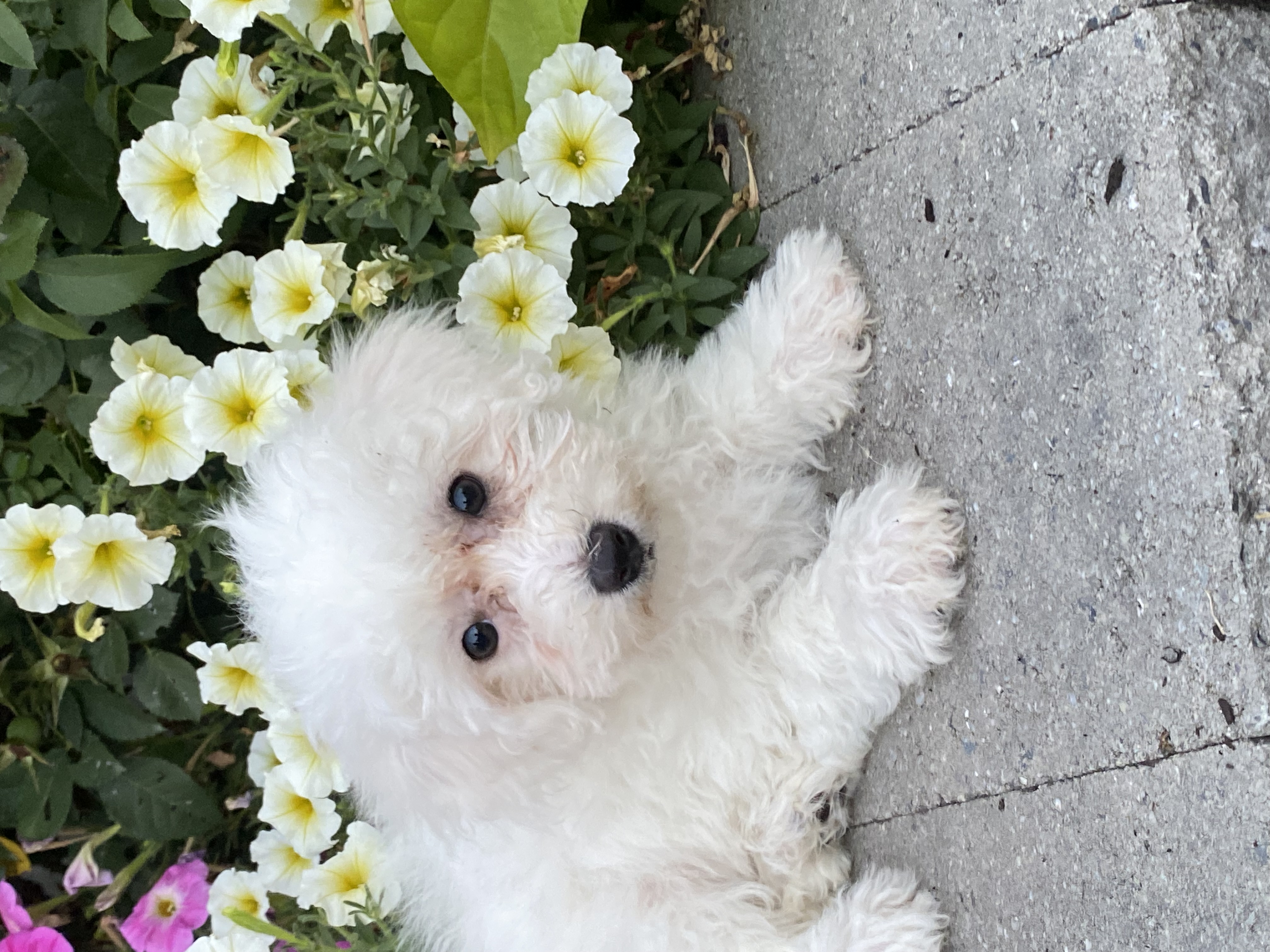 puppy, for, sale, Bichon Frise, Curtis  Martin, dog, breeder, Seneca Falls, NY, dog-breeder, puppy-for-sale, forsale, nearby, find, puppyfind, locator, puppylocator, aca