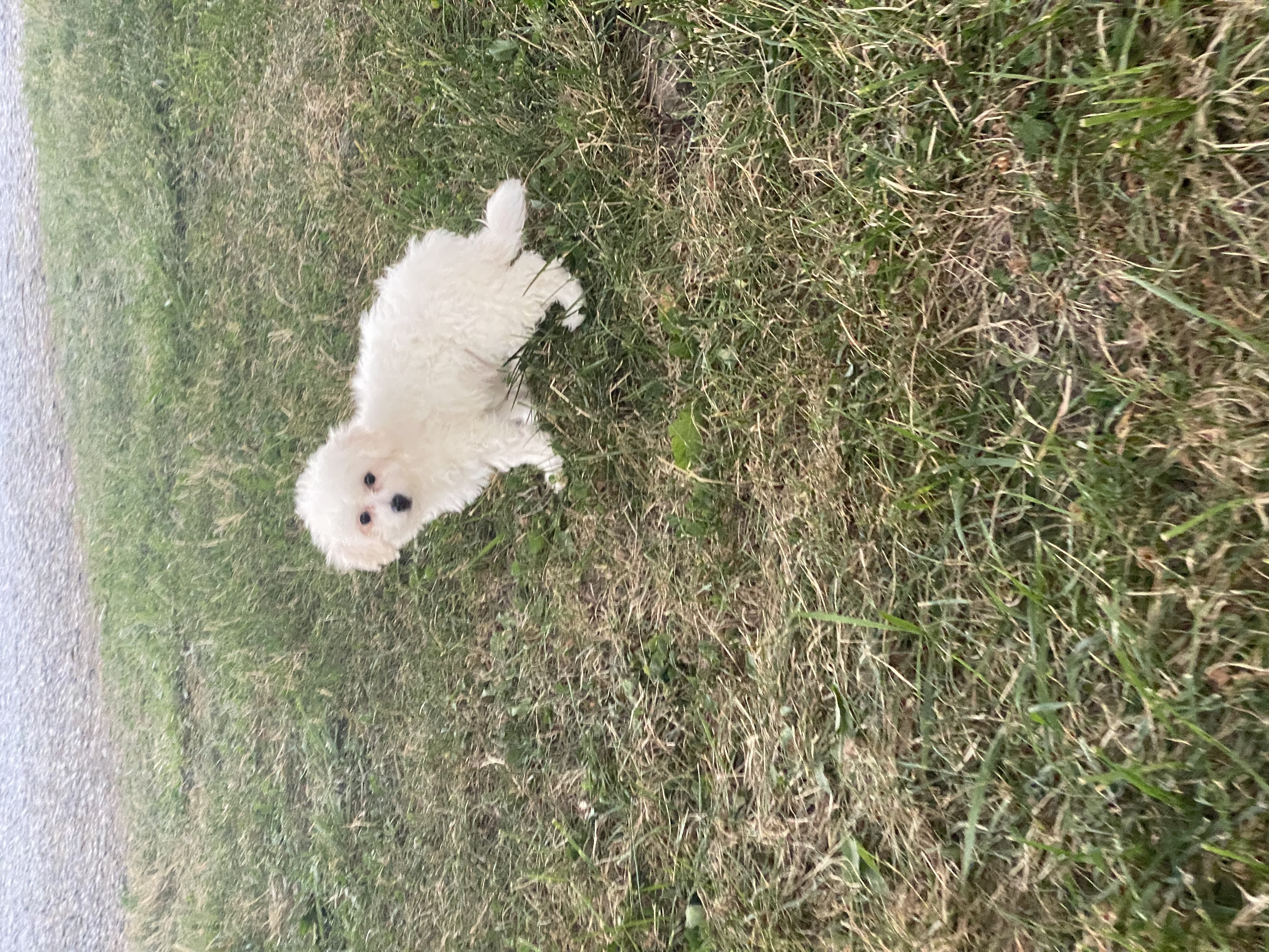 puppy, for, sale, Bichon Frise, Curtis  Martin, dog, breeder, Seneca Falls, NY, dog-breeder, puppy-for-sale, forsale, nearby, find, puppyfind, locator, puppylocator, aca