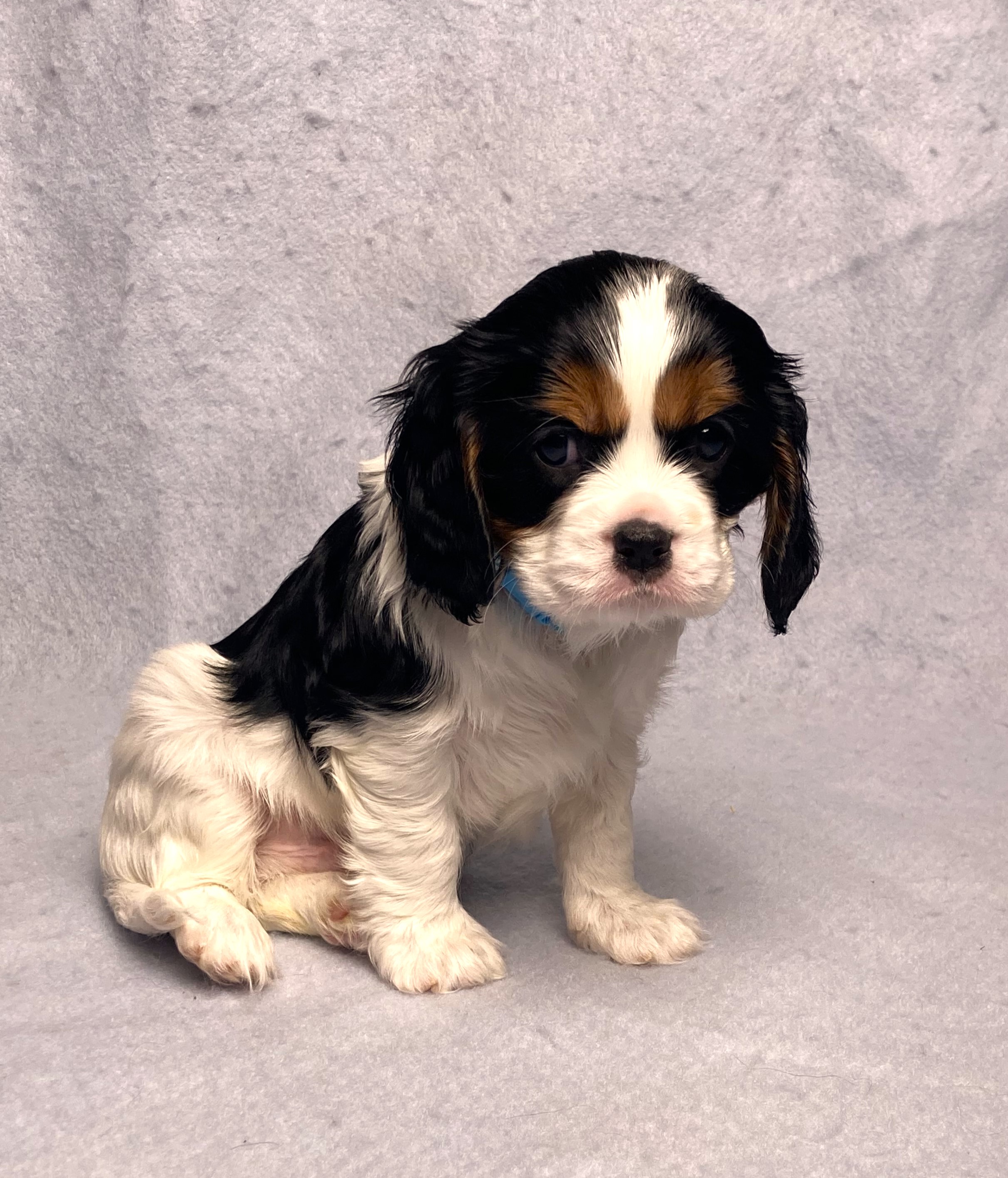 puppy, for, sale, Cavalier King Charles Spaniel,   Little Stream Estates LLC, dog, breeder, Lititz, PA, dog-breeder, puppy-for-sale, forsale, nearby, find, puppyfind, locator, puppylocator, aca
