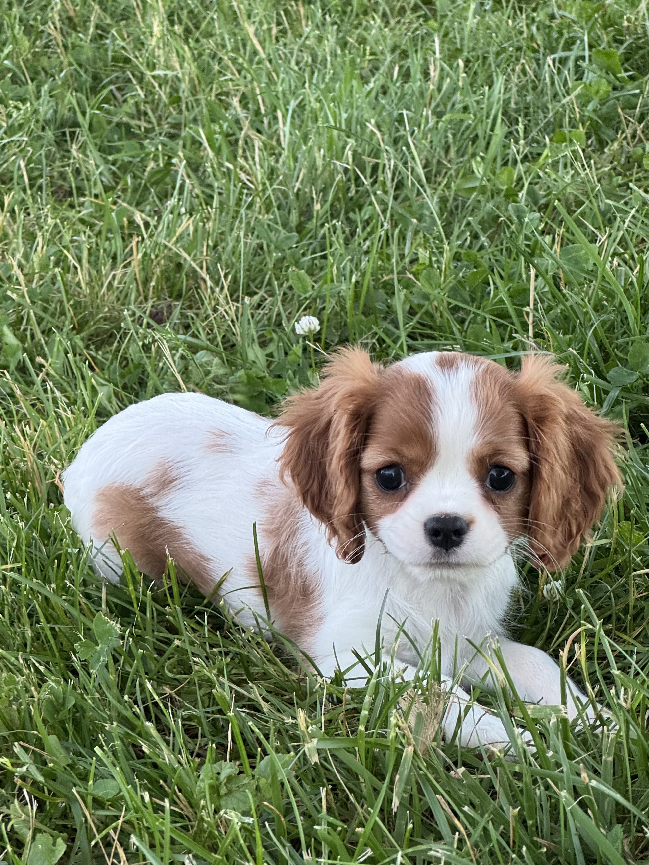 puppy, for, sale, Cavalier King Charles Spaniel, Curtis  Martin, dog, breeder, Seneca Falls, NY, dog-breeder, puppy-for-sale, forsale, nearby, find, puppyfind, locator, puppylocator, aca