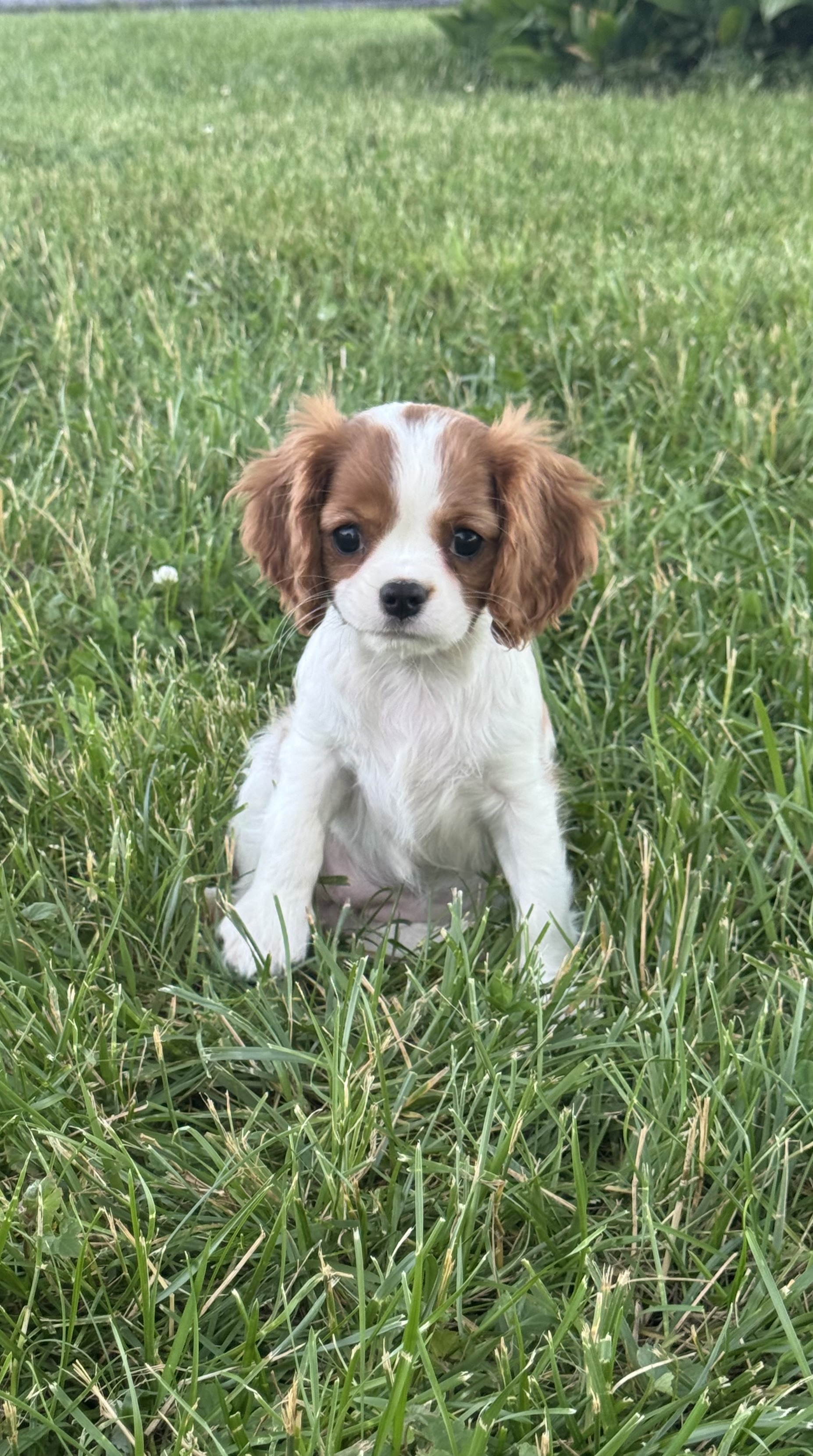 puppy, for, sale, Cavalier King Charles Spaniel, Curtis  Martin, dog, breeder, Seneca Falls, NY, dog-breeder, puppy-for-sale, forsale, nearby, find, puppyfind, locator, puppylocator, aca