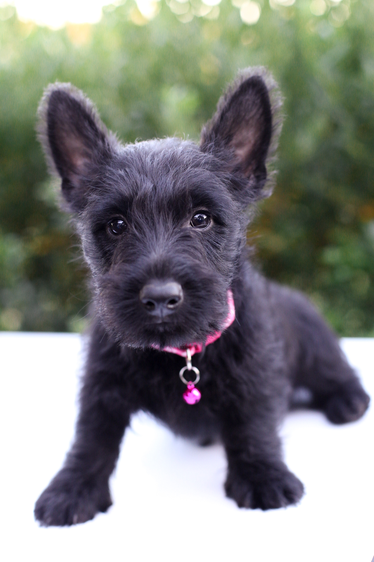 puppy, for, sale, Scottish Terrier, Kerek & Marisa  Martin, dog, breeder, Mount Joy, PA, dog-breeder, puppy-for-sale, forsale, nearby, find, puppyfind, locator, puppylocator, aca