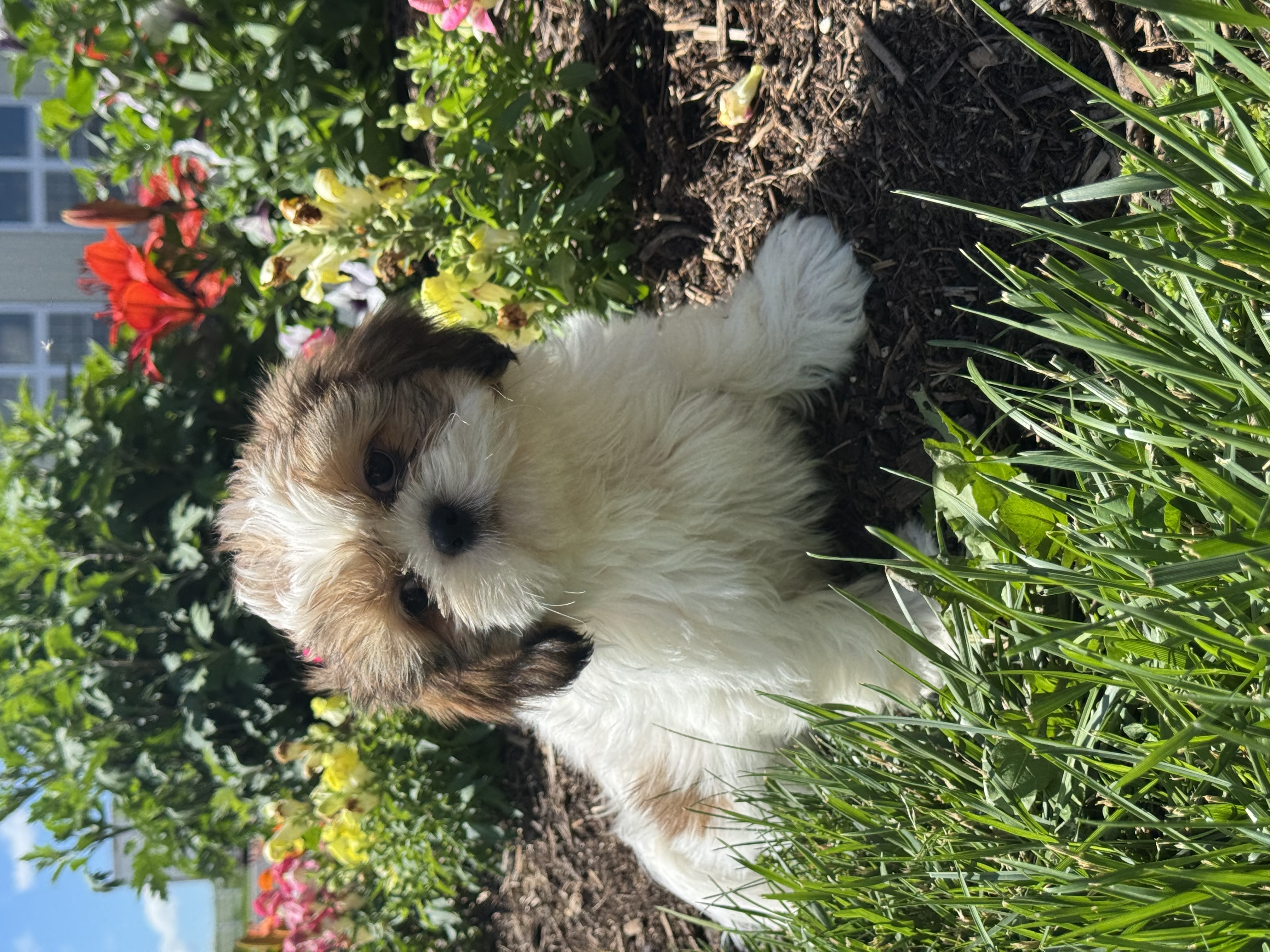 puppy, for, sale, Shih Tzu, Curtis  Martin, dog, breeder, Seneca Falls, NY, dog-breeder, puppy-for-sale, forsale, nearby, find, puppyfind, locator, puppylocator, aca