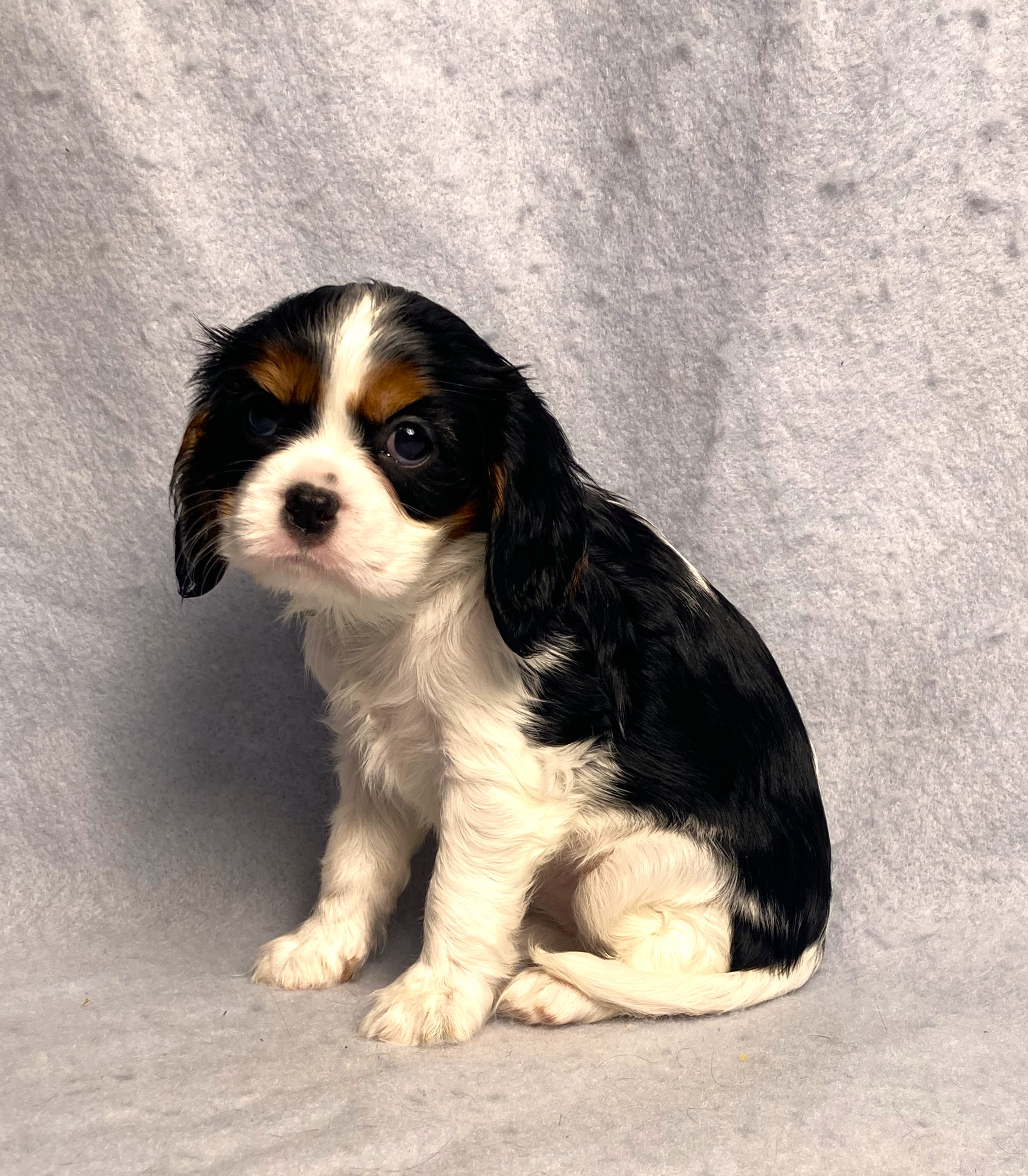 puppy, for, sale, Cavalier King Charles Spaniel,   Little Stream Estates LLC, dog, breeder, Lititz, PA, dog-breeder, puppy-for-sale, forsale, nearby, find, puppyfind, locator, puppylocator, aca