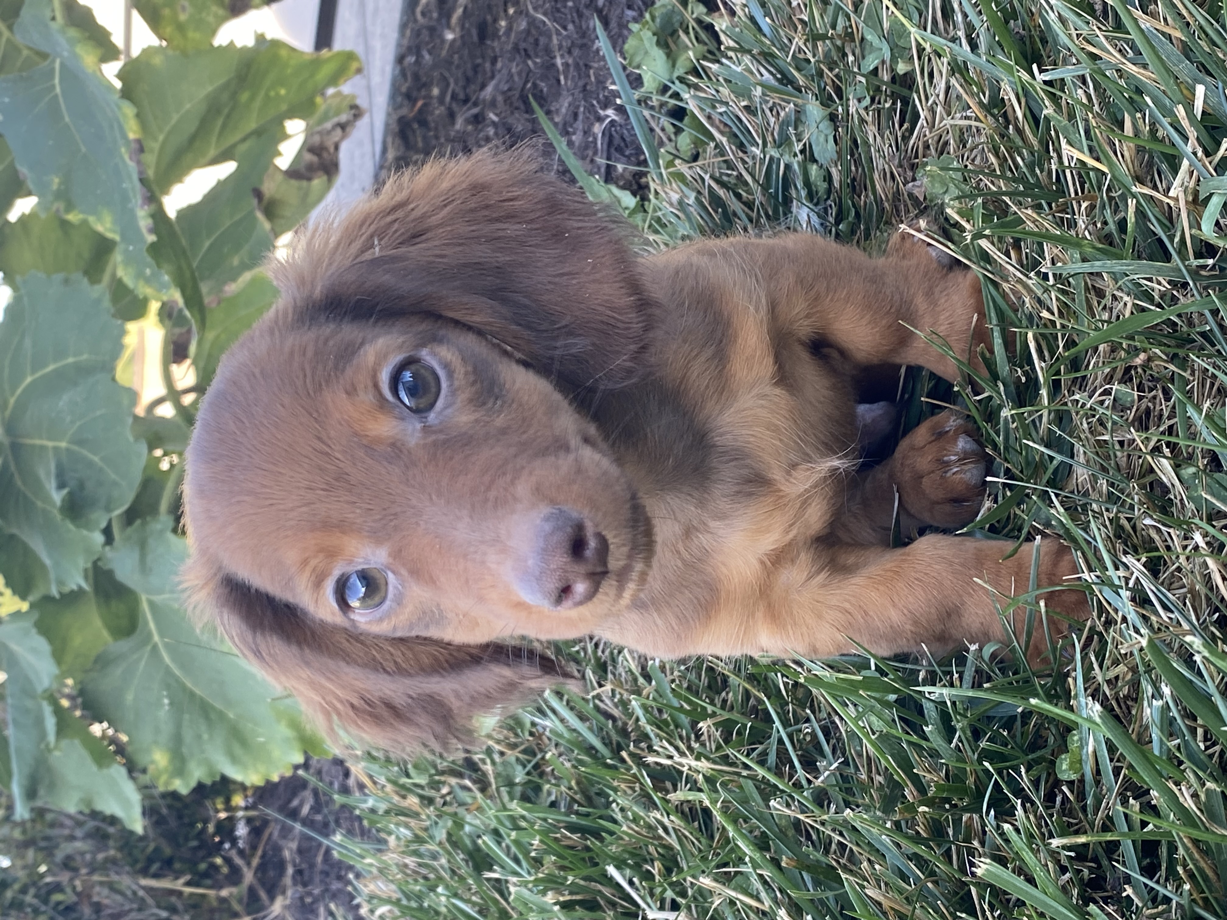 puppy, for, sale, Dachshund, Curtis  Martin, dog, breeder, Seneca Falls, NY, dog-breeder, puppy-for-sale, forsale, nearby, find, puppyfind, locator, puppylocator, aca