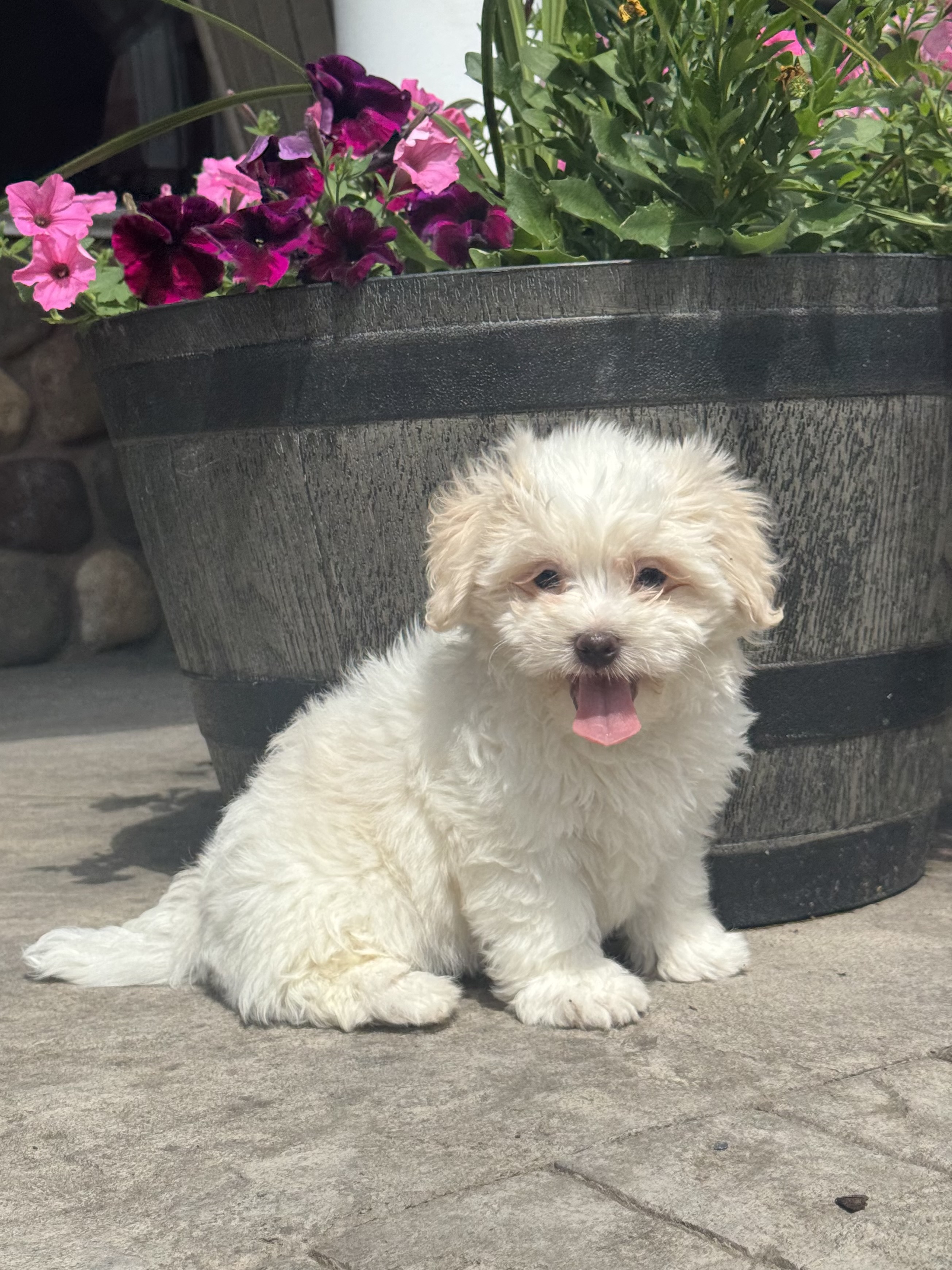 puppy, for, sale, Shih - Shon, Curtis  Martin, dog, breeder, Seneca Falls, NY, dog-breeder, puppy-for-sale, forsale, nearby, find, puppyfind, locator, puppylocator, aca