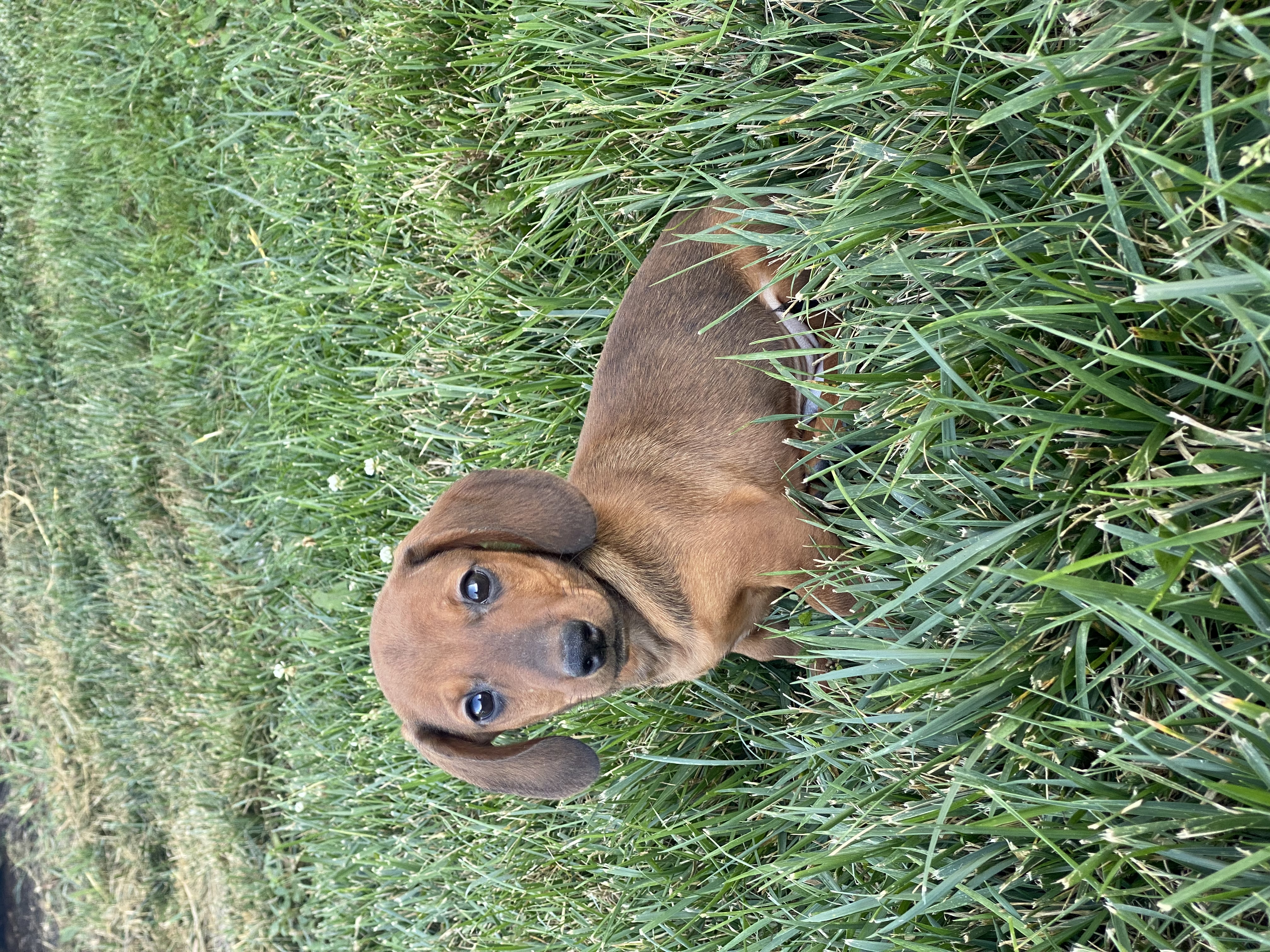 puppy, for, sale, Dachshund, Curtis  Martin, dog, breeder, Seneca Falls, NY, dog-breeder, puppy-for-sale, forsale, nearby, find, puppyfind, locator, puppylocator, aca