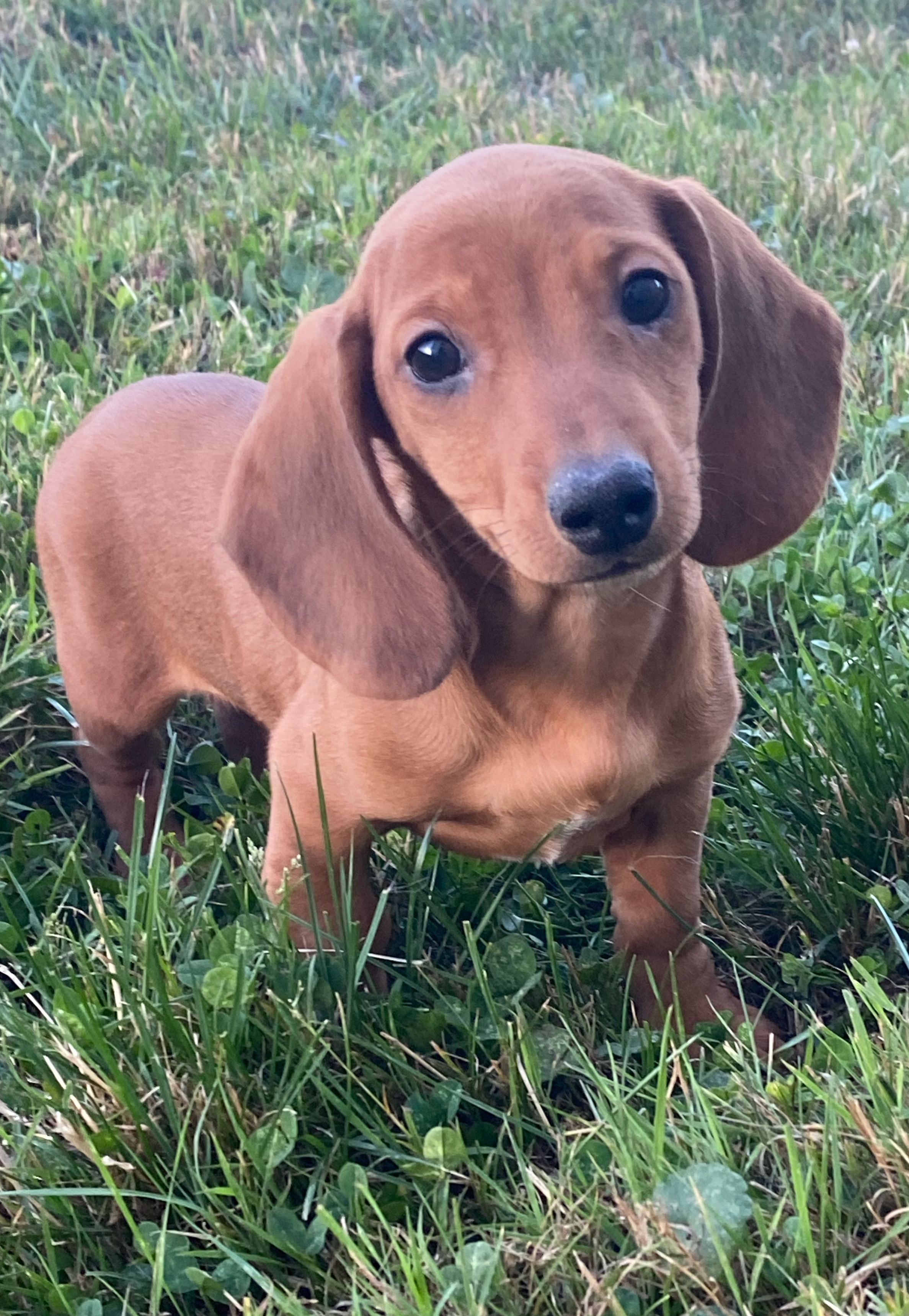 puppy, for, sale, Dachshund, Curtis  Martin, dog, breeder, Seneca Falls, NY, dog-breeder, puppy-for-sale, forsale, nearby, find, puppyfind, locator, puppylocator, aca