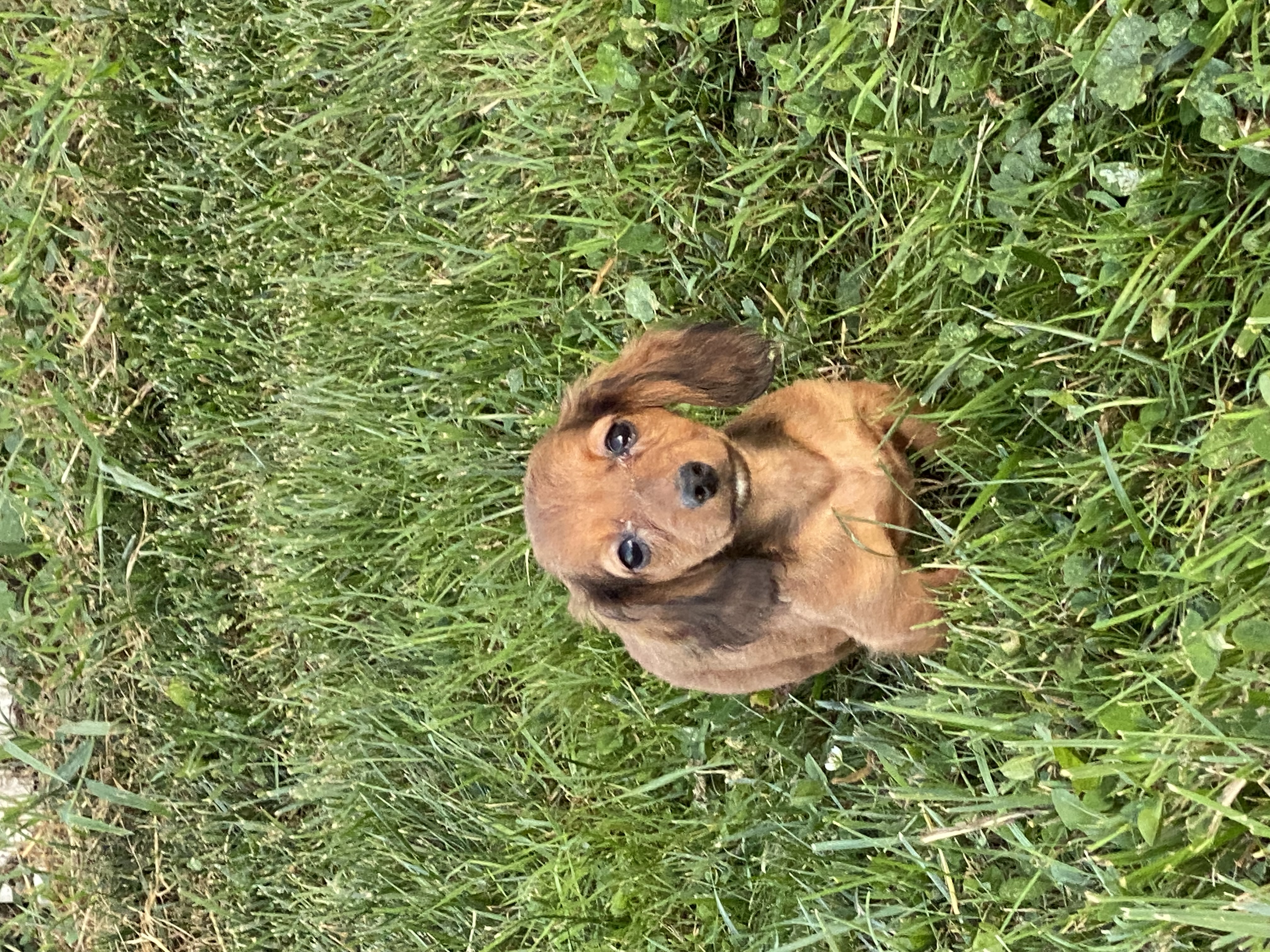 puppy, for, sale, Dachshund, Curtis  Martin, dog, breeder, Seneca Falls, NY, dog-breeder, puppy-for-sale, forsale, nearby, find, puppyfind, locator, puppylocator, aca