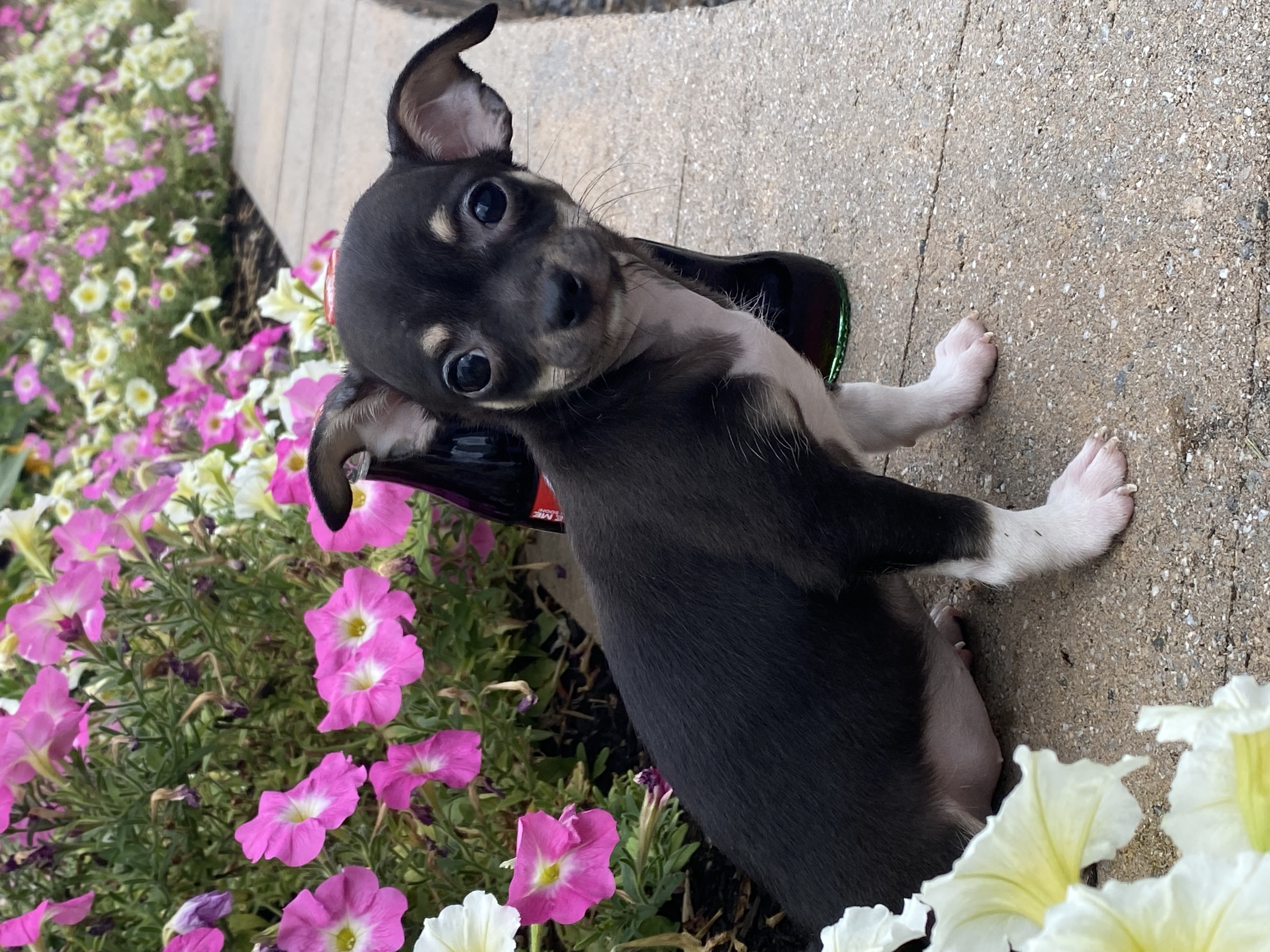 puppy, for, sale, Chihuahua, Curtis  Martin, dog, breeder, Seneca Falls, NY, dog-breeder, puppy-for-sale, forsale, nearby, find, puppyfind, locator, puppylocator, aca