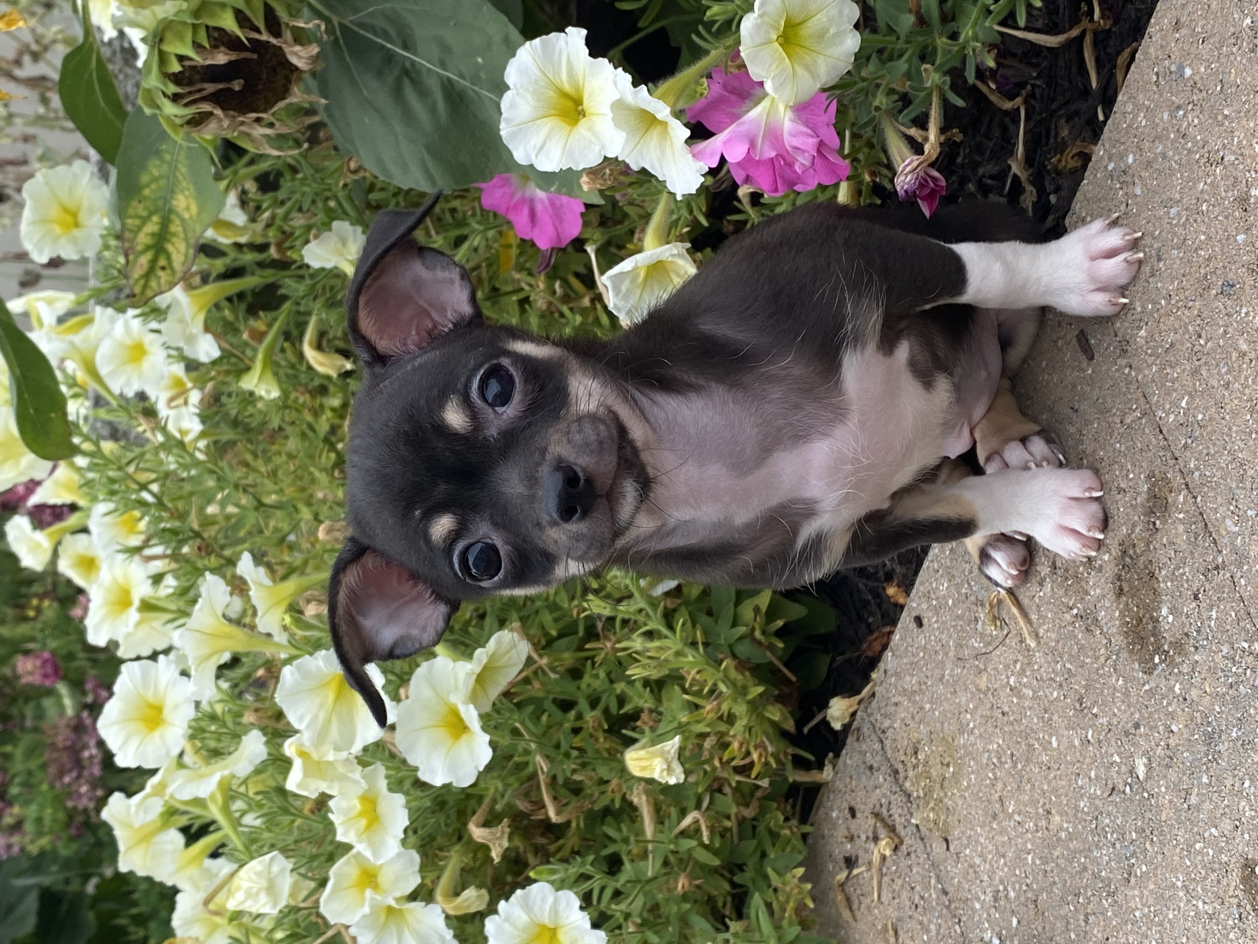puppy, for, sale, Chihuahua, Curtis  Martin, dog, breeder, Seneca Falls, NY, dog-breeder, puppy-for-sale, forsale, nearby, find, puppyfind, locator, puppylocator, aca