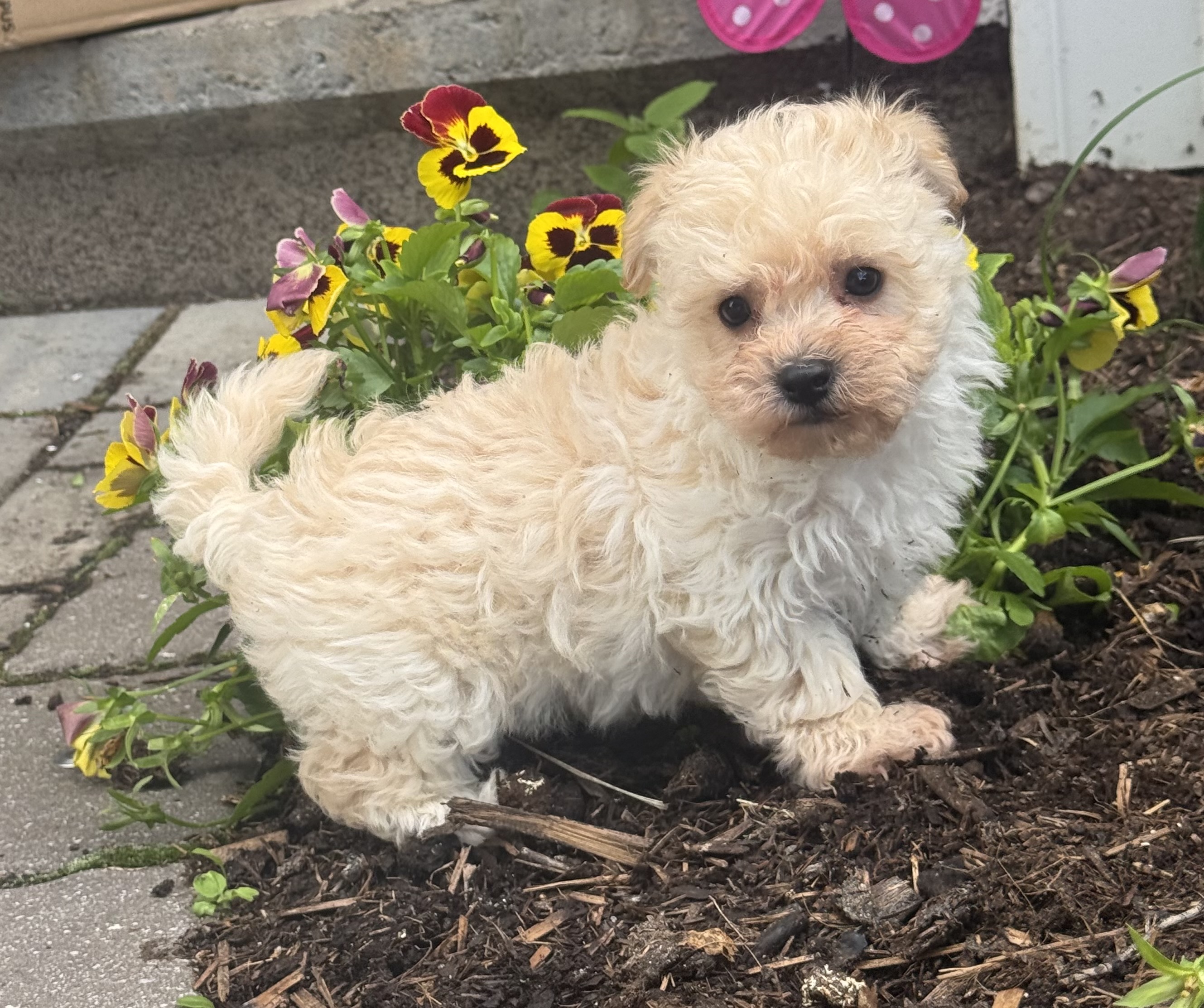 puppy, for, sale, Bichon & Poodle, Curtis  Martin, dog, breeder, Seneca Falls, NY, dog-breeder, puppy-for-sale, forsale, nearby, find, puppyfind, locator, puppylocator, aca