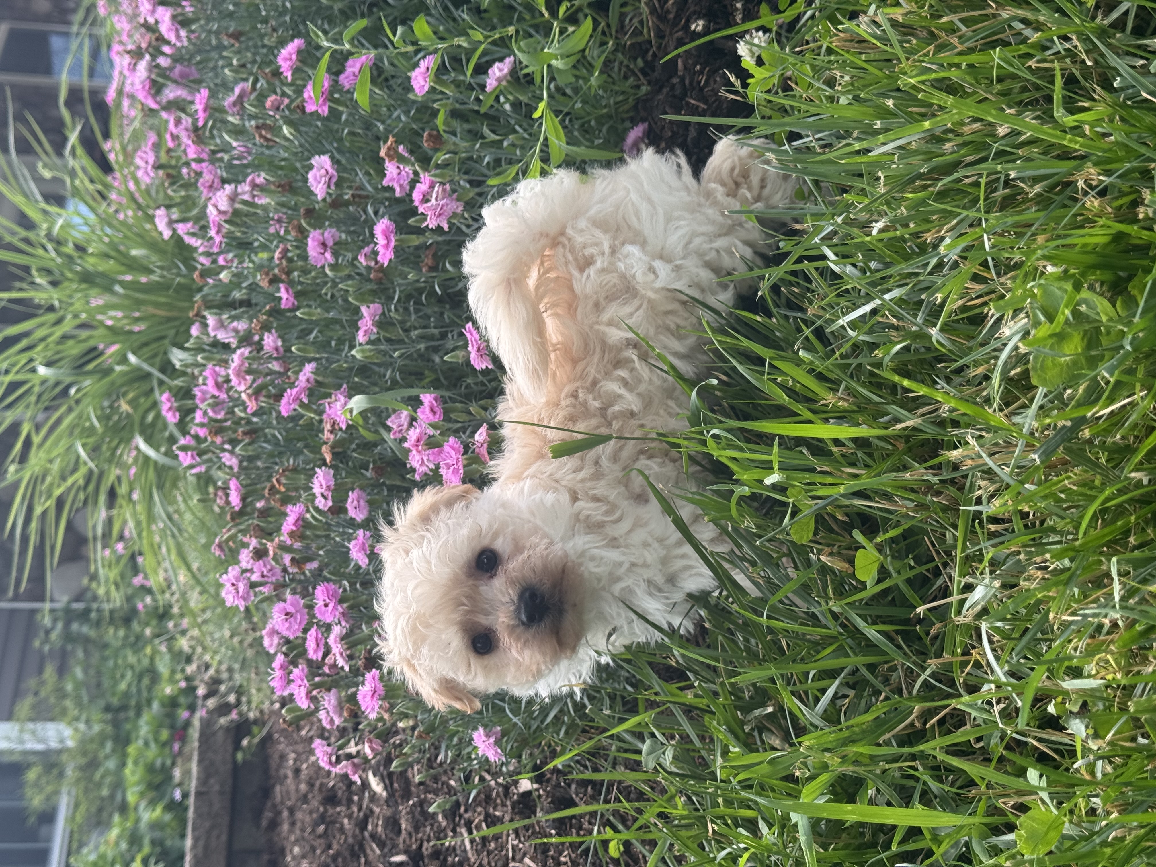 puppy, for, sale, Bichon & Poodle, Curtis  Martin, dog, breeder, Seneca Falls, NY, dog-breeder, puppy-for-sale, forsale, nearby, find, puppyfind, locator, puppylocator, aca