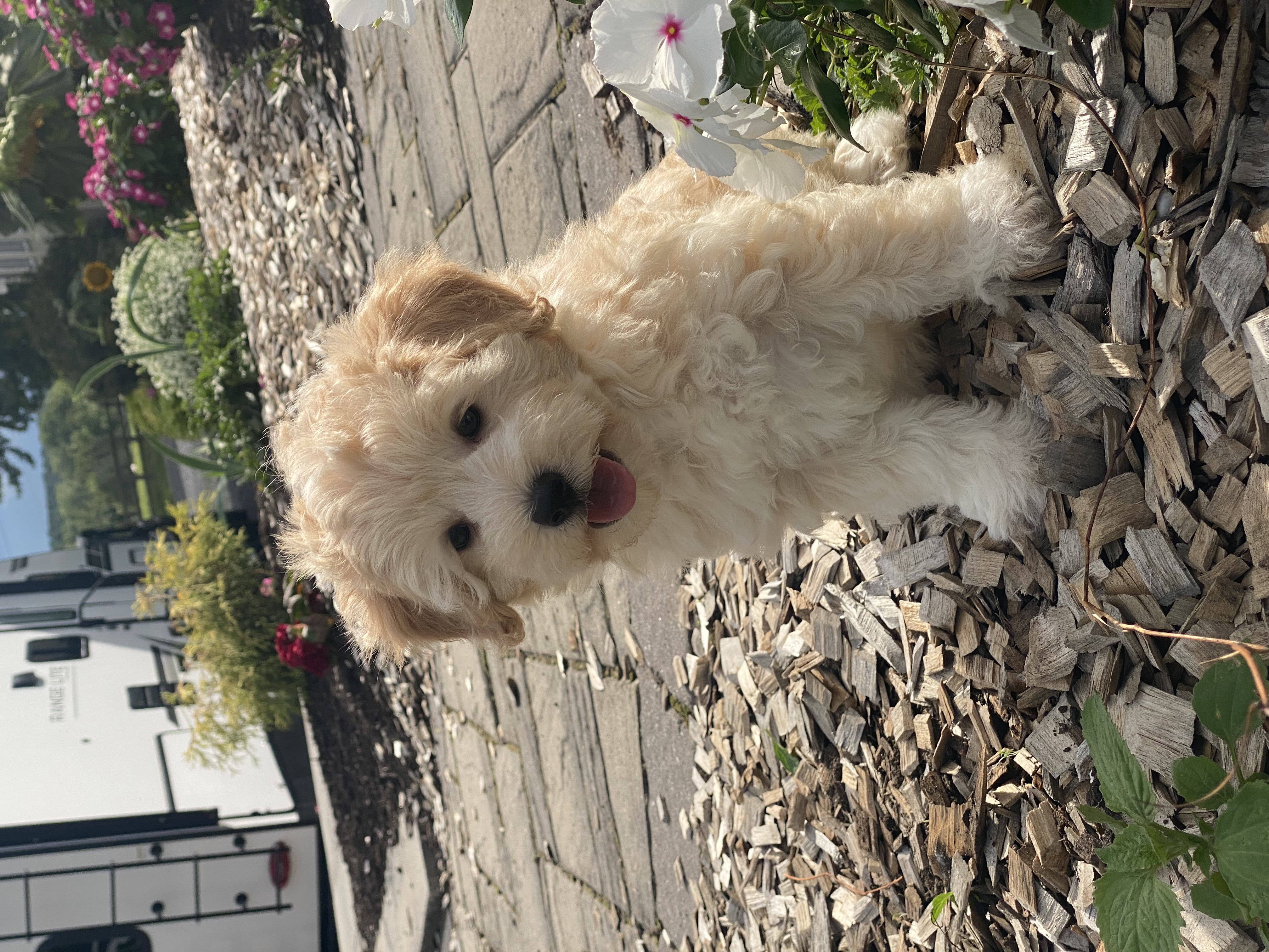 puppy, for, sale, Pooton, Curtis  Martin, dog, breeder, Seneca Falls, NY, dog-breeder, puppy-for-sale, forsale, nearby, find, puppyfind, locator, puppylocator, aca