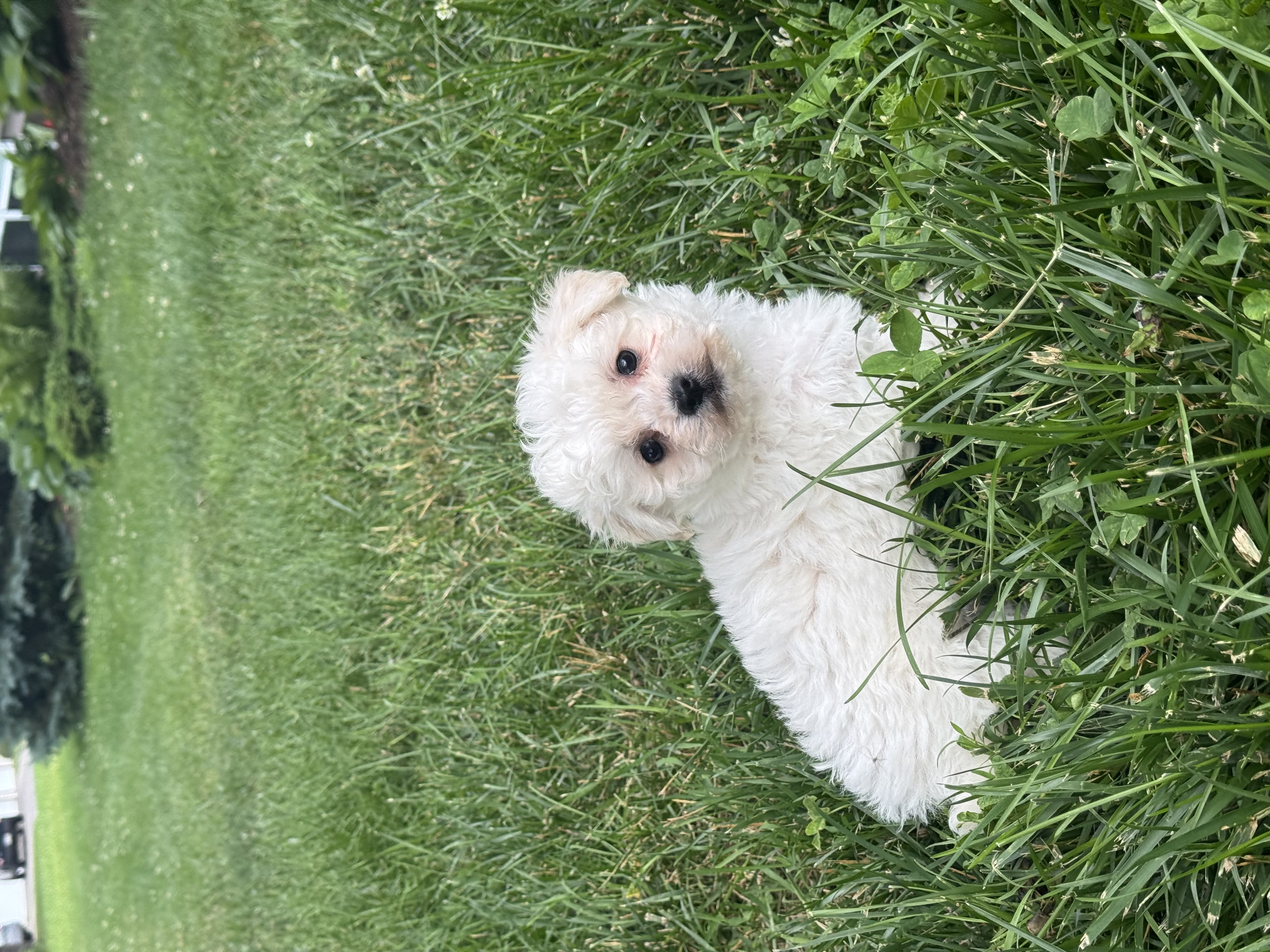 puppy, for, sale, Bichon & Poodle, Curtis  Martin, dog, breeder, Seneca Falls, NY, dog-breeder, puppy-for-sale, forsale, nearby, find, puppyfind, locator, puppylocator, aca