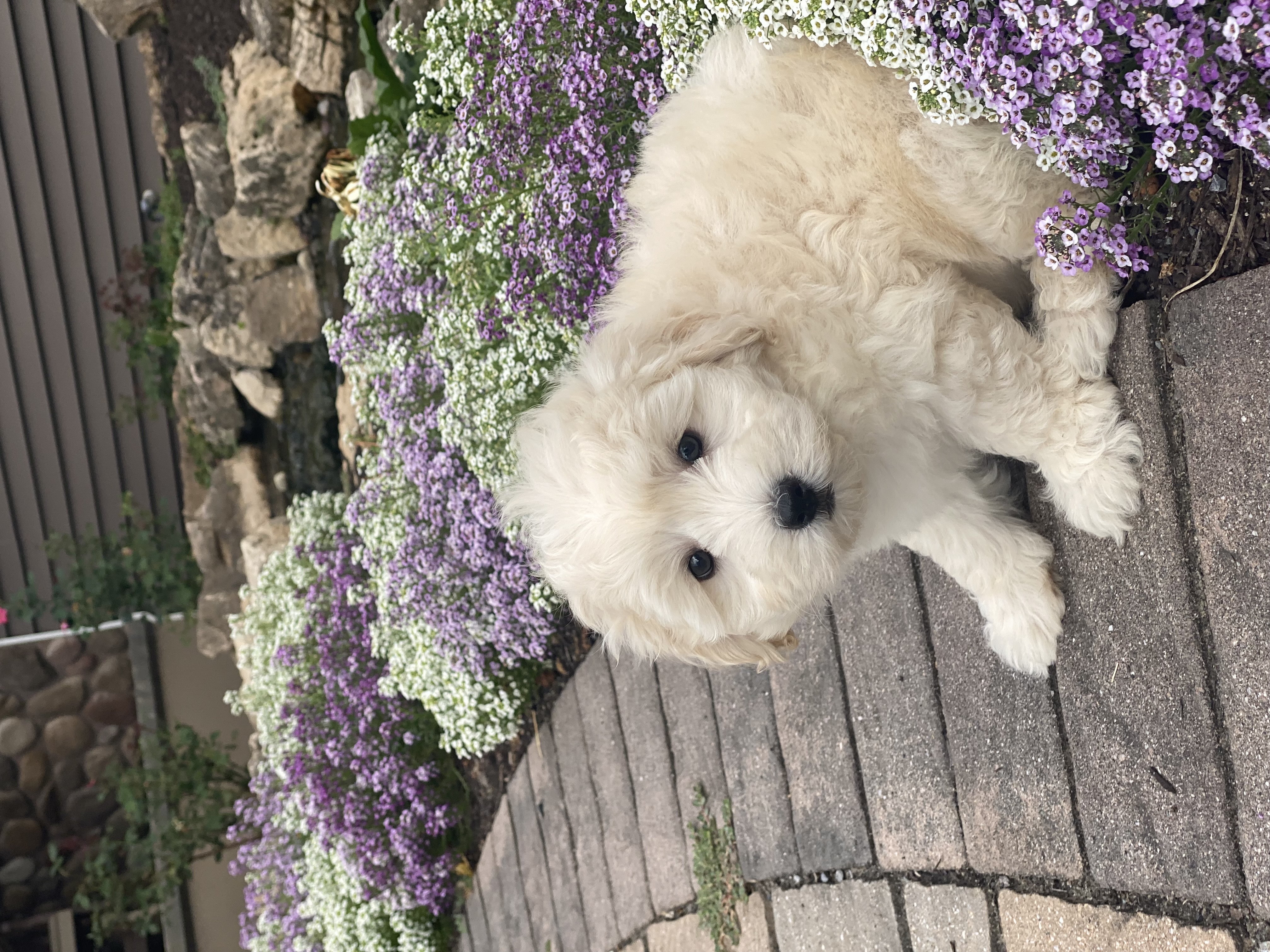 puppy, for, sale, Pooton, Curtis  Martin, dog, breeder, Seneca Falls, NY, dog-breeder, puppy-for-sale, forsale, nearby, find, puppyfind, locator, puppylocator, aca