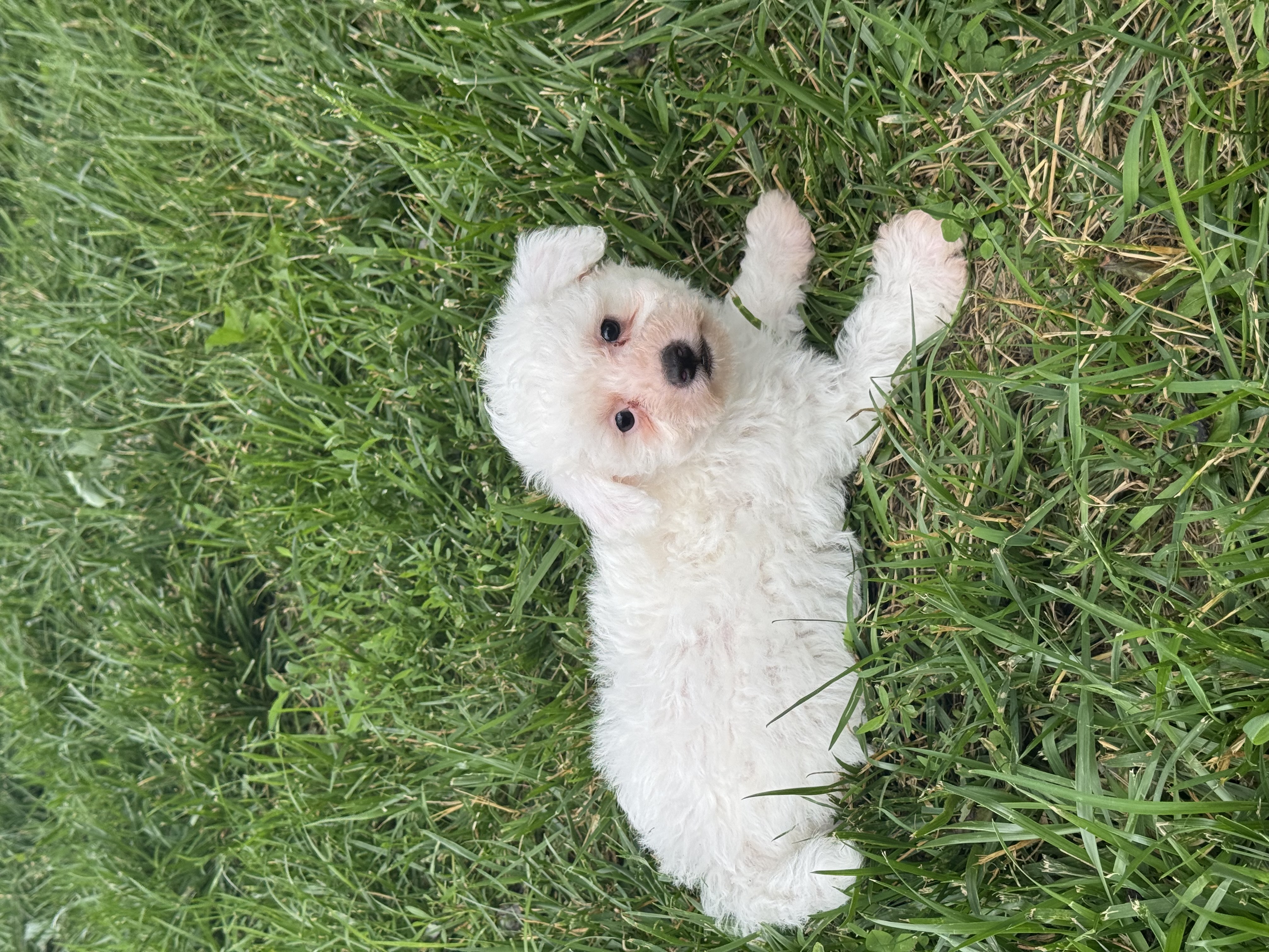 puppy, for, sale, Bichon & Poodle, Curtis  Martin, dog, breeder, Seneca Falls, NY, dog-breeder, puppy-for-sale, forsale, nearby, find, puppyfind, locator, puppylocator, aca